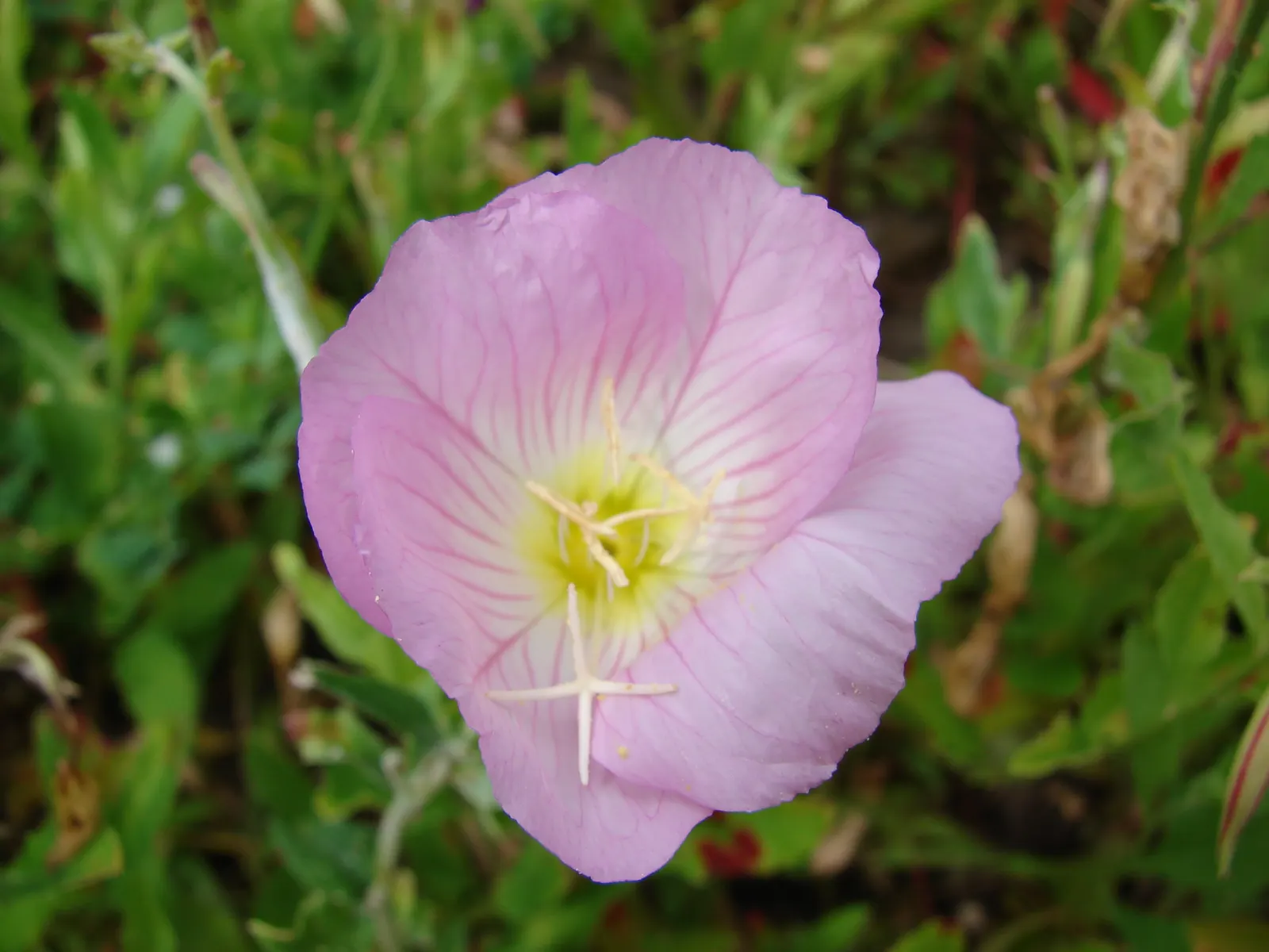 Mexican Evening Primrose (Oenothera Speciosa) — it can tolerate light shade.<br><br>For the client looking to encourage wildlife; is a perennial flowering