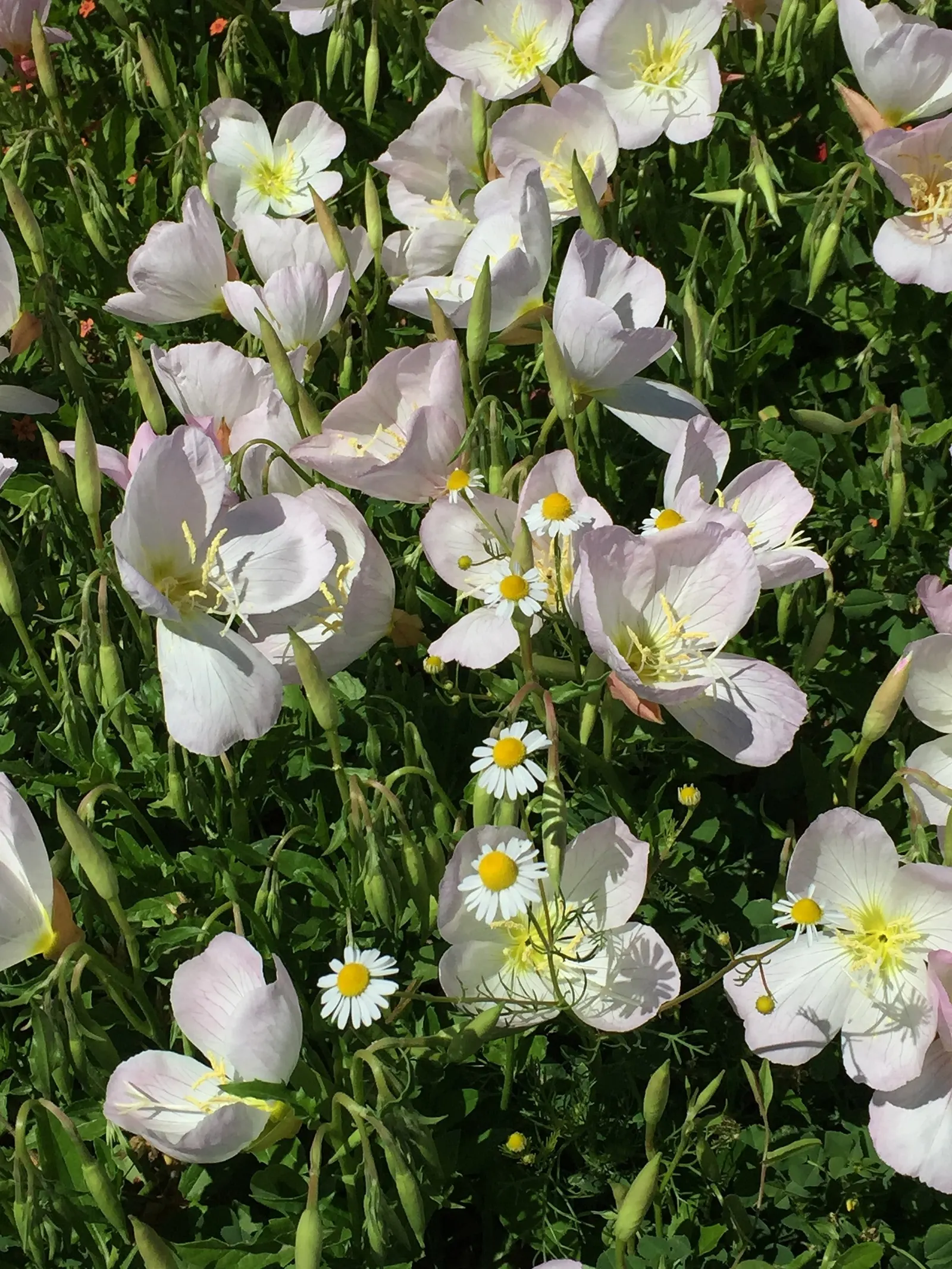Mexican Evening Primrose (Oenothera Speciosa) — attracting bees and butterflies to its blooms; it can tolerate light shade.<br><br>For the client looking to