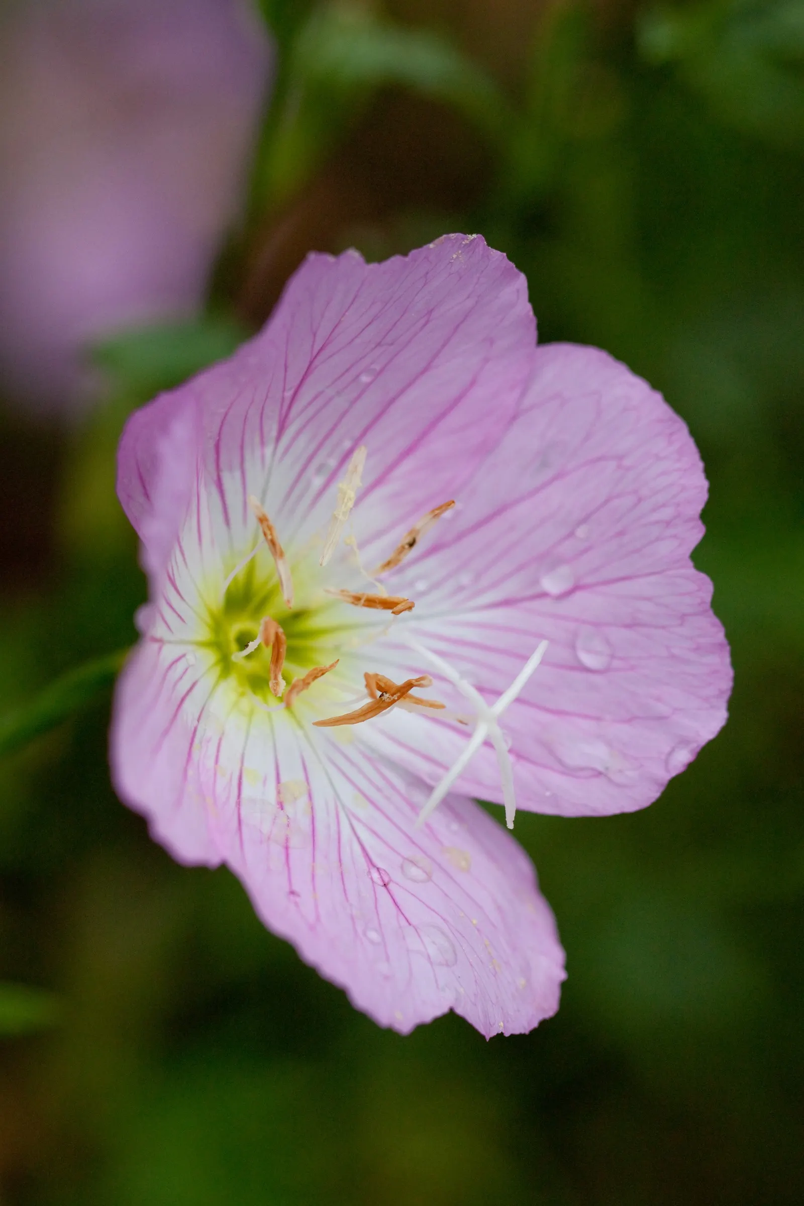 Mexican Evening Primrose (Oenothera Speciosa) — ground cover / perennial for full or half