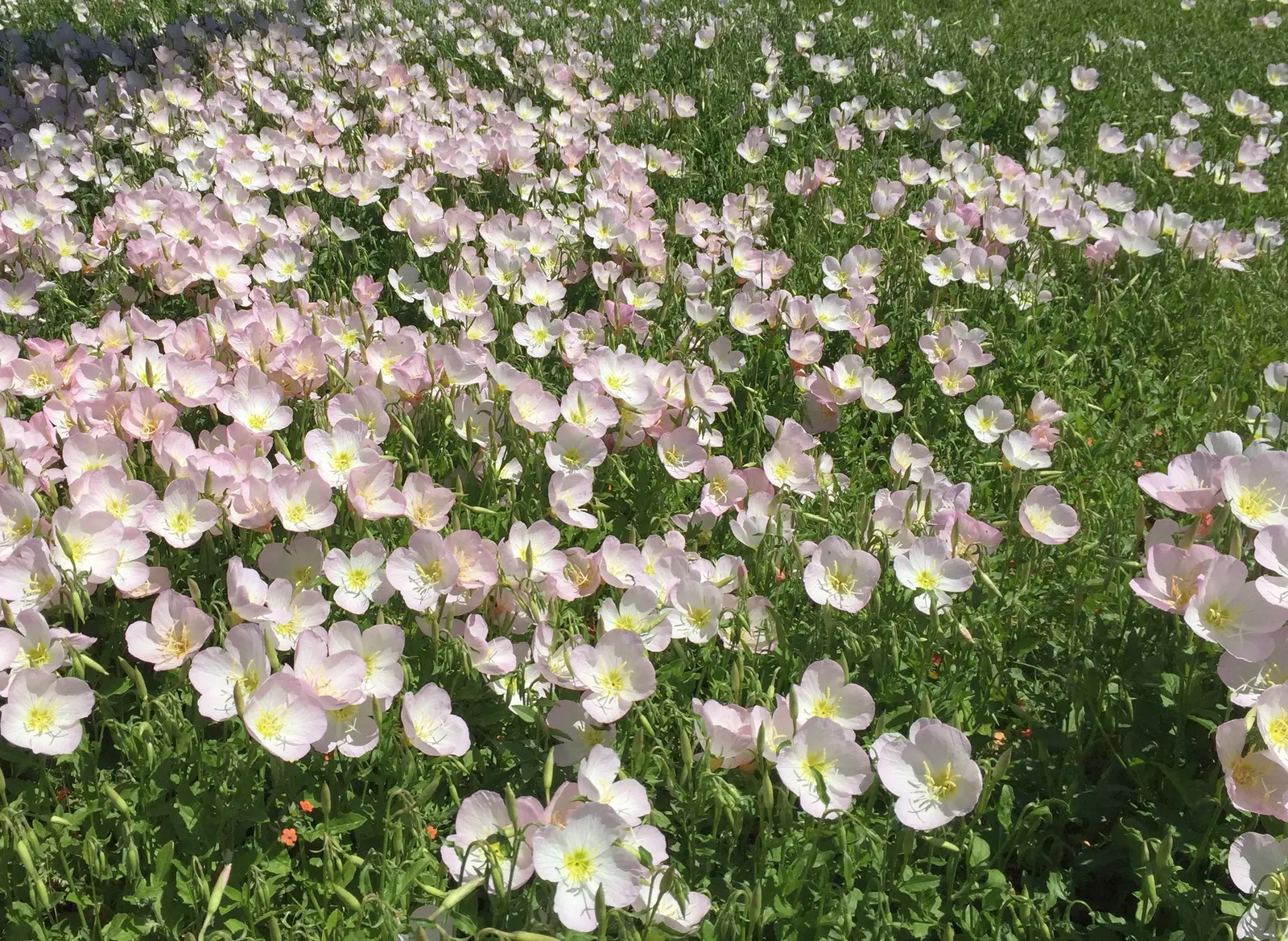 Mexican Evening Primrose (Oenothera Speciosa) — pink flowers in the garden; which can grow up to 3 inches long