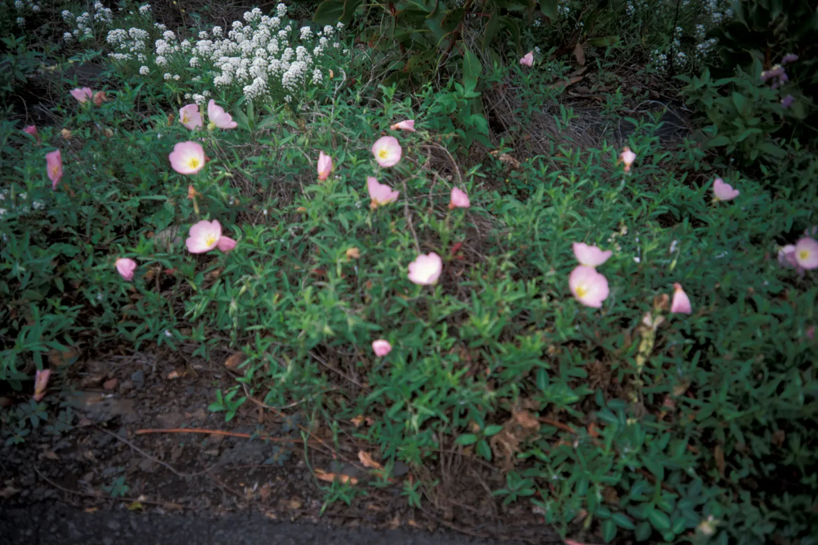 Mexican Evening Primrose (Oenothera Speciosa) — which can grow up to 3 inches long; perfect for naturalizing in borders or as a ground cover, image 58