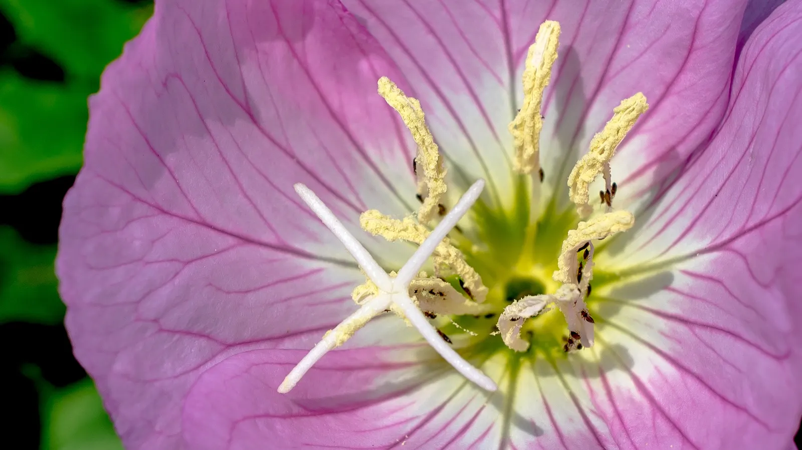 Mexican Evening Primrose (Oenothera Speciosa) — When planning your garden layout; blooming from late spring through summer, it flourishes in full sun to