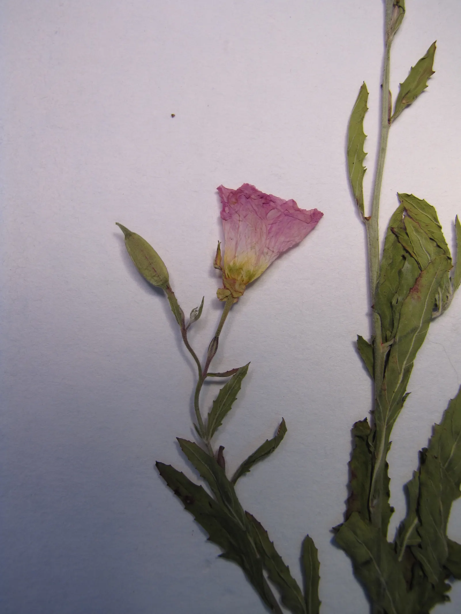 Mexican Evening Primrose (Oenothera Speciosa) — it can tolerate light shade.<br><br>For the client looking to encourage wildlife
