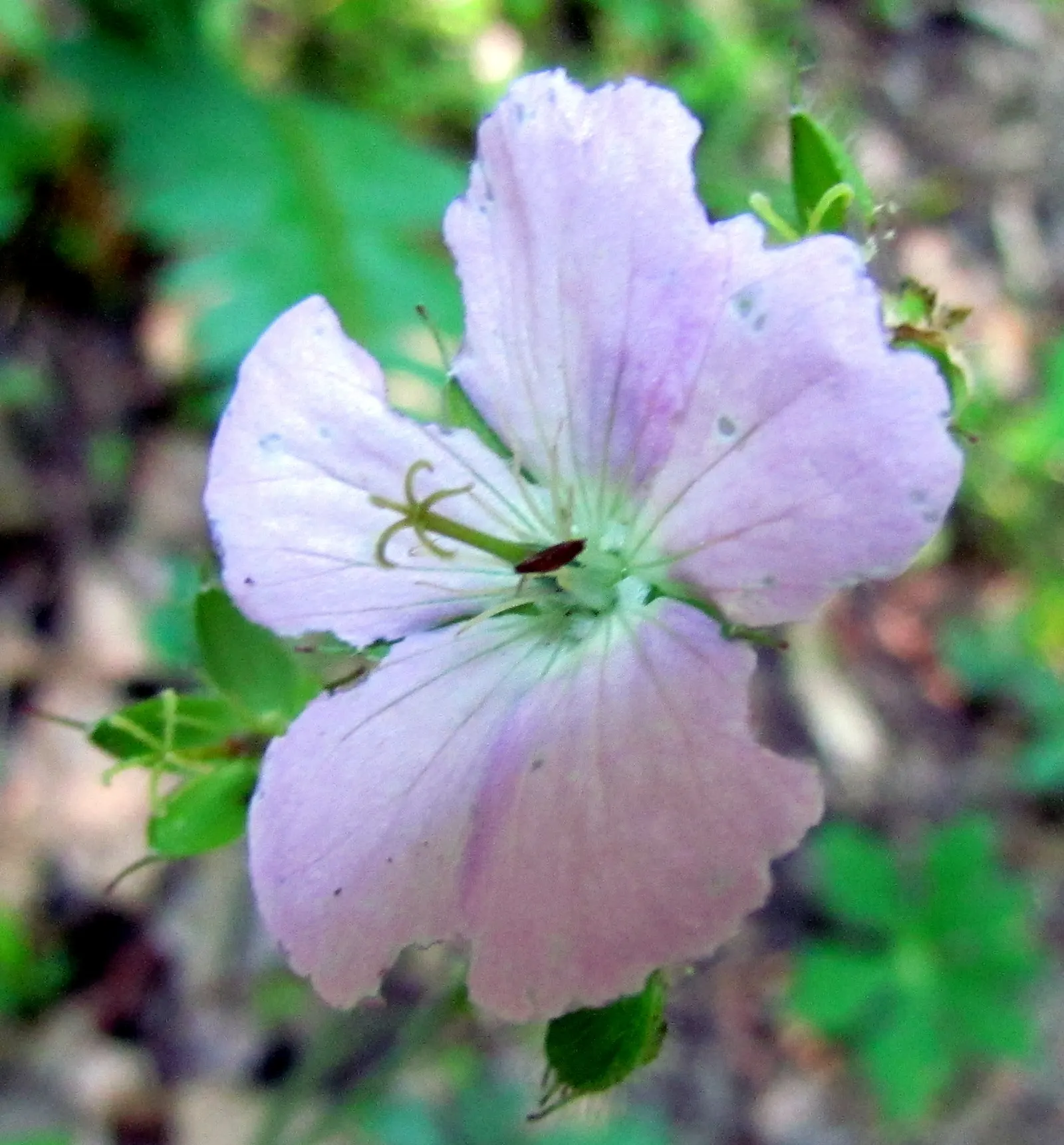 Mexican Evening Primrose (Oenothera Speciosa) — ground cover / perennial with pink blooms; though it prefers well-drained soils