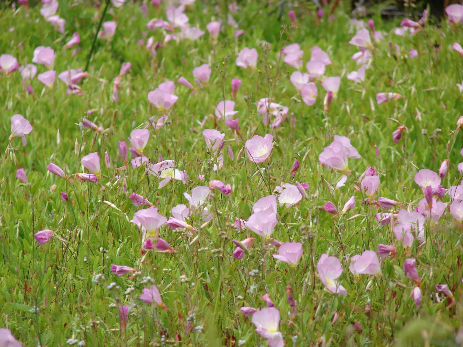 Mexican Evening Primrose (Oenothera Speciosa) — When planning your garden layout