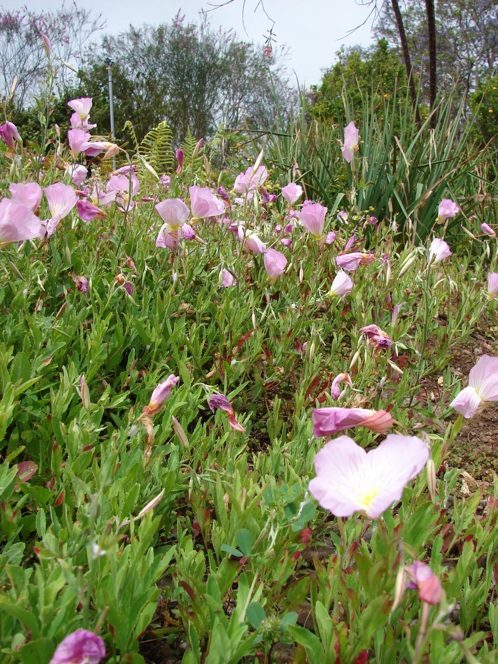 Mexican Evening Primrose (Oenothera Speciosa) — Its foliage is comprised of lance-shaped leaves; attracting bees and butterflies to its blooms, image 57