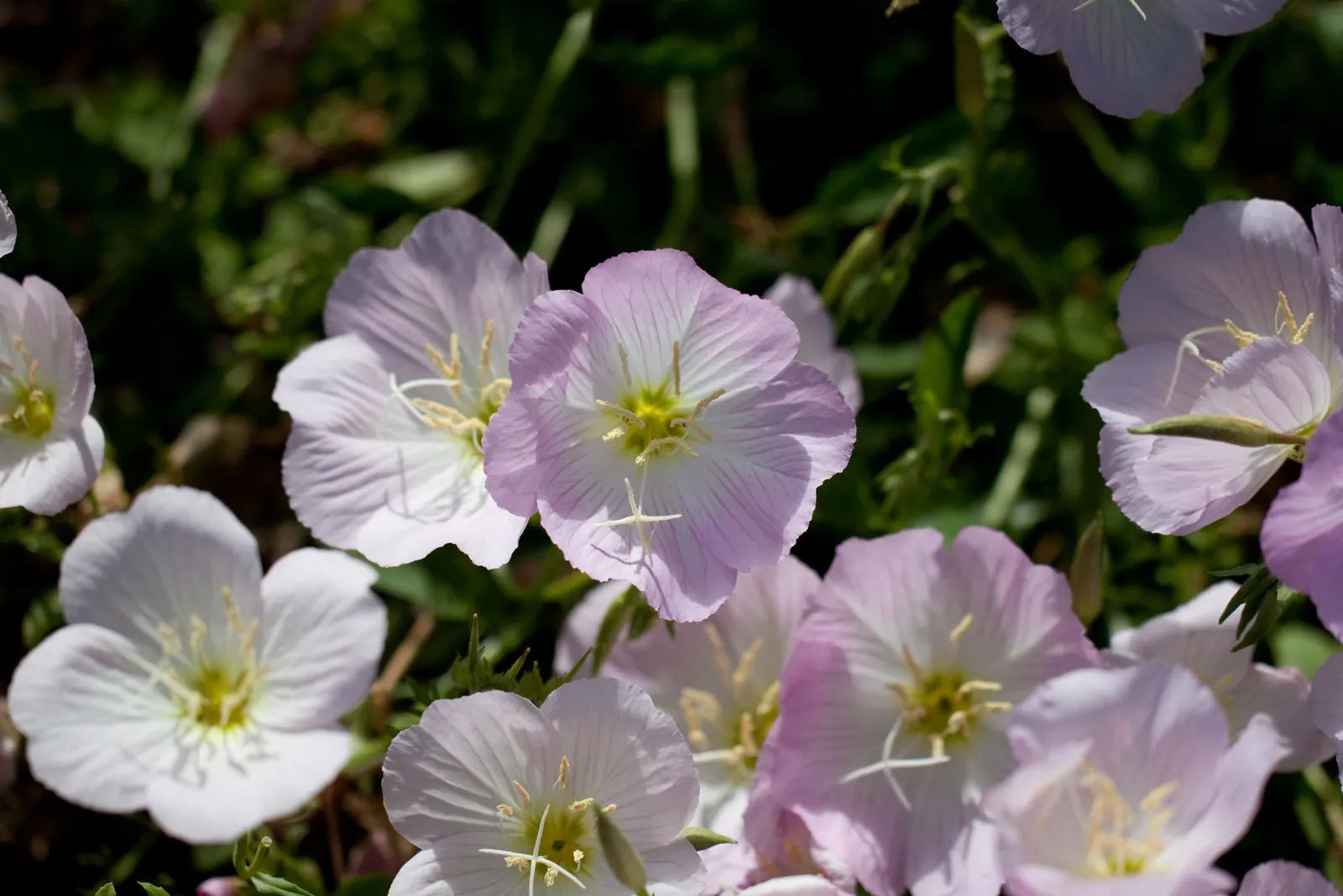 Mexican Evening Primrose (Oenothera Speciosa) — ground cover / perennial with pink blooms