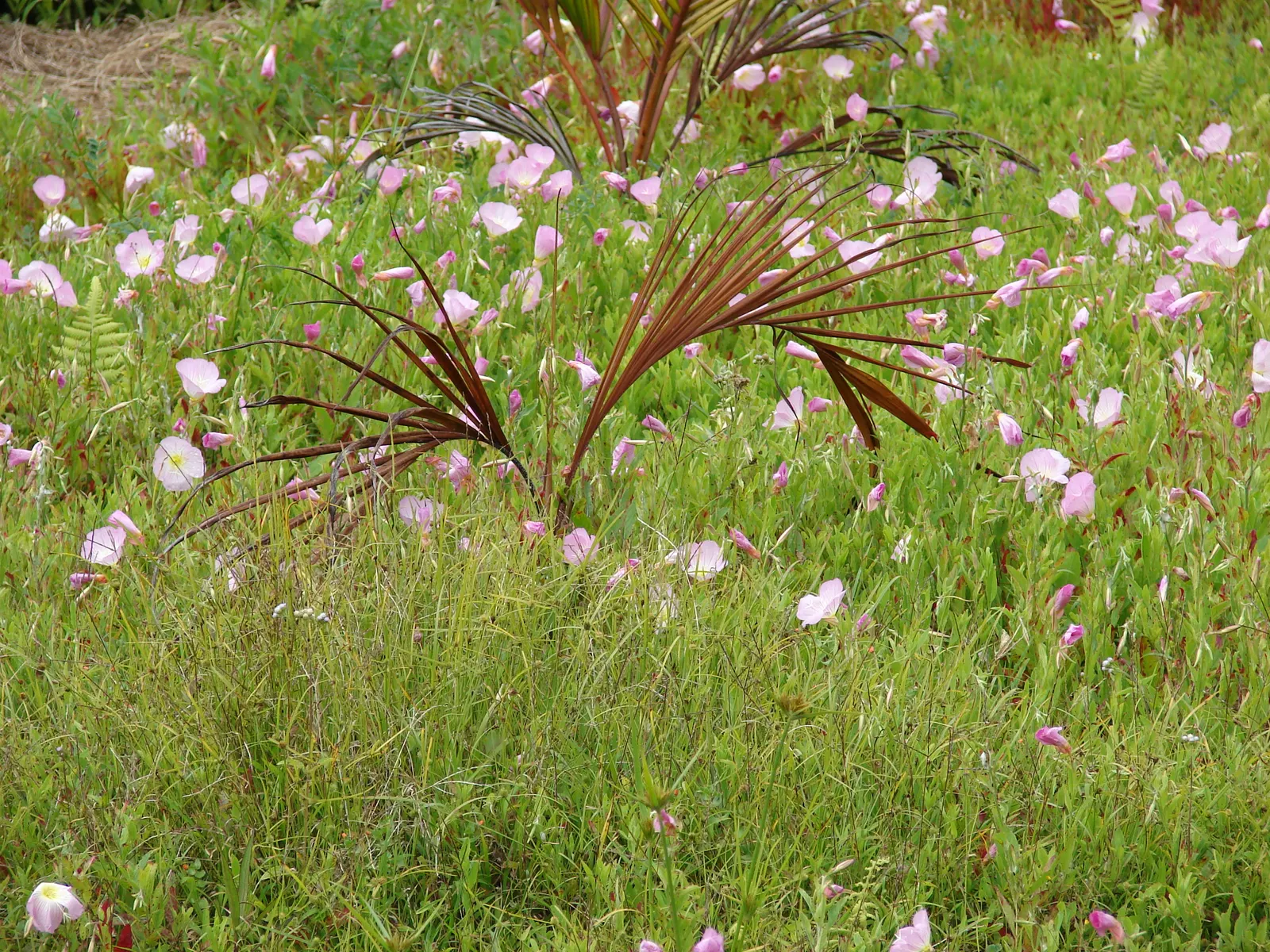 Mexican Evening Primrose (Oenothera Speciosa) — which will promote the most bountiful flowering; however; pink flowers in the garden