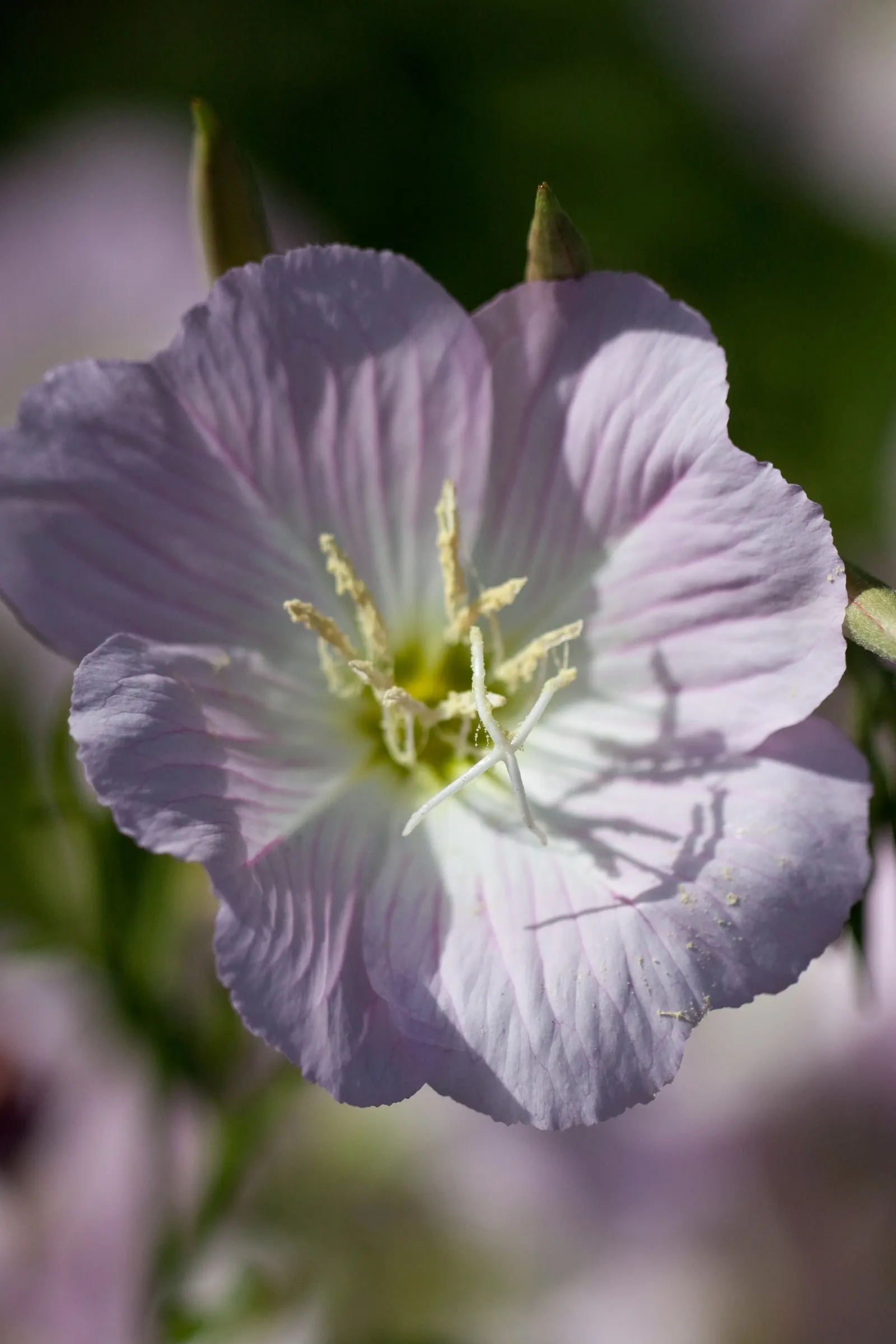 Mexican Evening Primrose (Oenothera Speciosa) — perfect for naturalizing in borders or as a ground cover; which will promote the most bountiful flowering