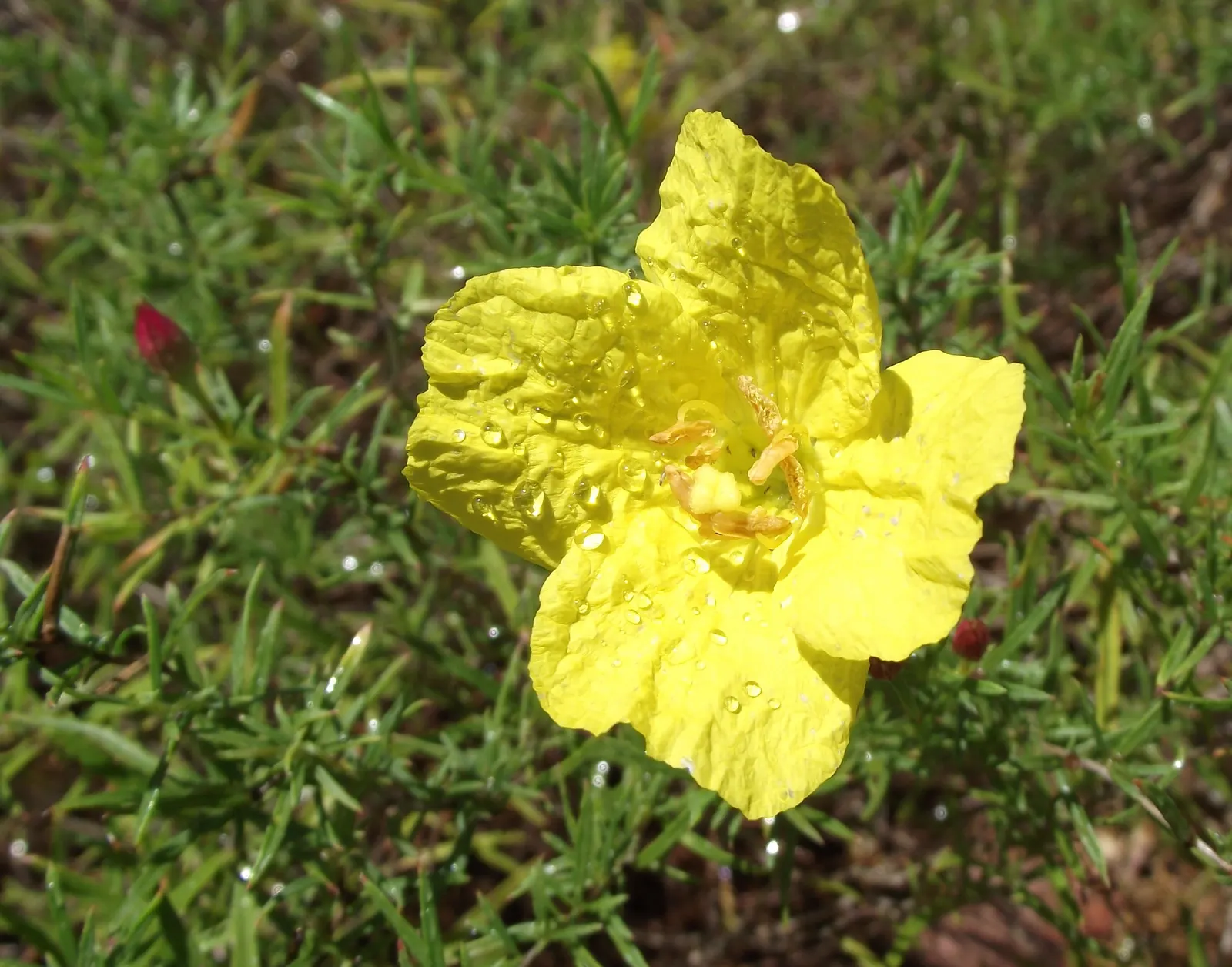 Mexican Evening Primrose (Oenothera Speciosa) — which can grow up to 3 inches long; perfect for naturalizing in borders or as a ground cover