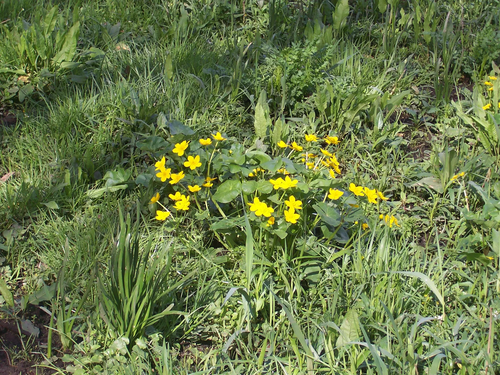 Mexican Evening Primrose (Oenothera Speciosa) — The flowers are known for opening in the evening and closing by the following noon on sunny days