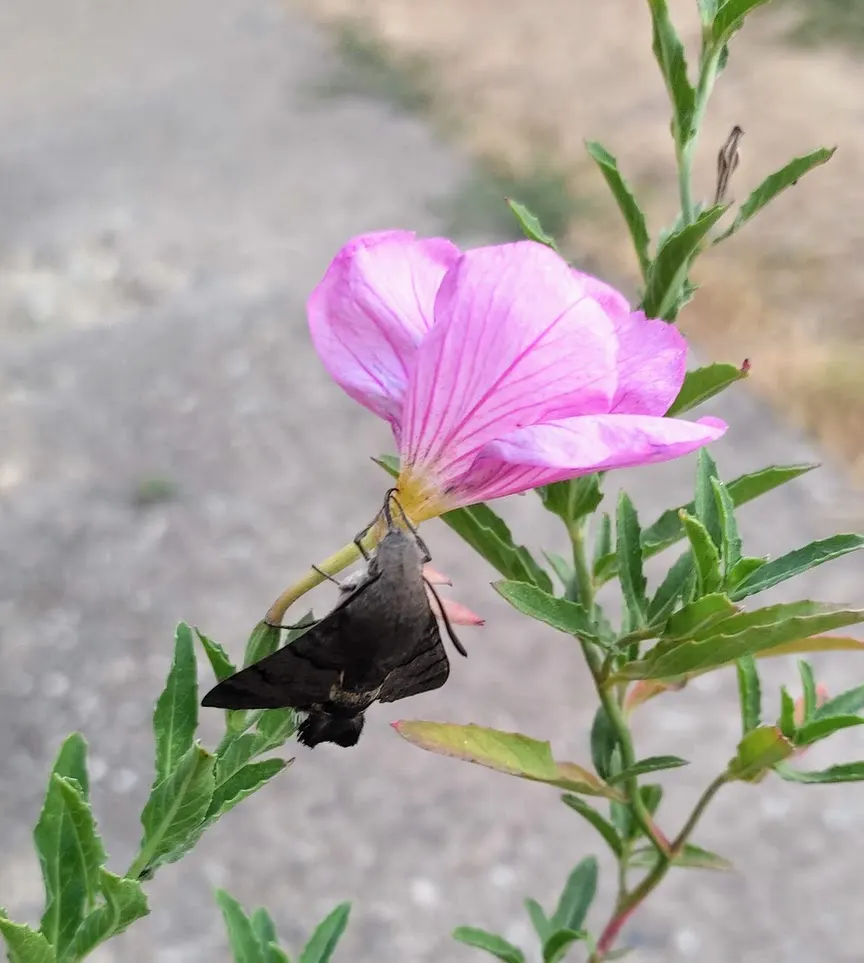 Mexican Evening Primrose (Oenothera Speciosa) — Regular watering establishes robust roots; thereafter, minimal care is needed; ground cover / perennial for