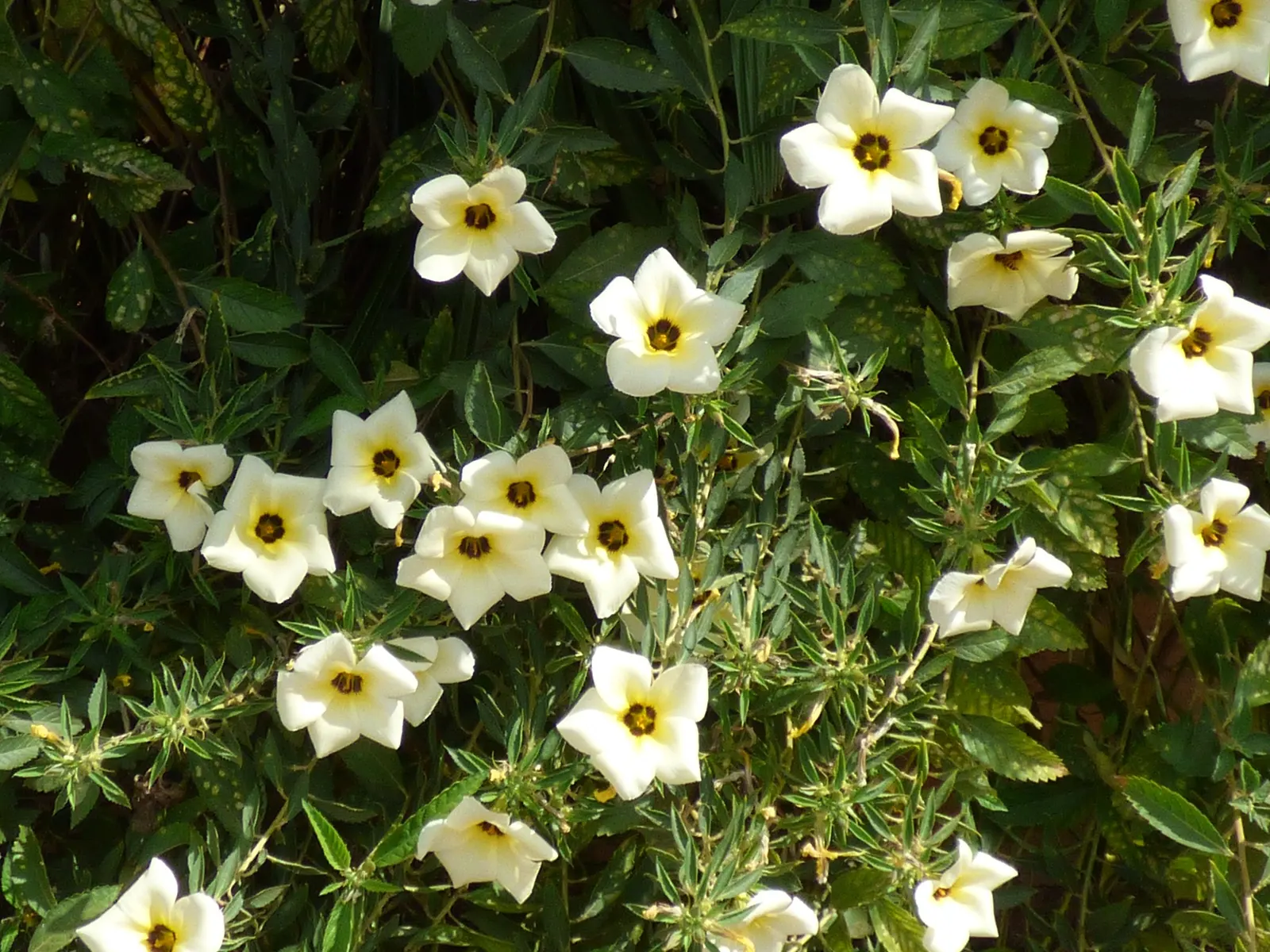 Mexican Evening Primrose (Oenothera Speciosa) — forming a stark contrast against its green foliage