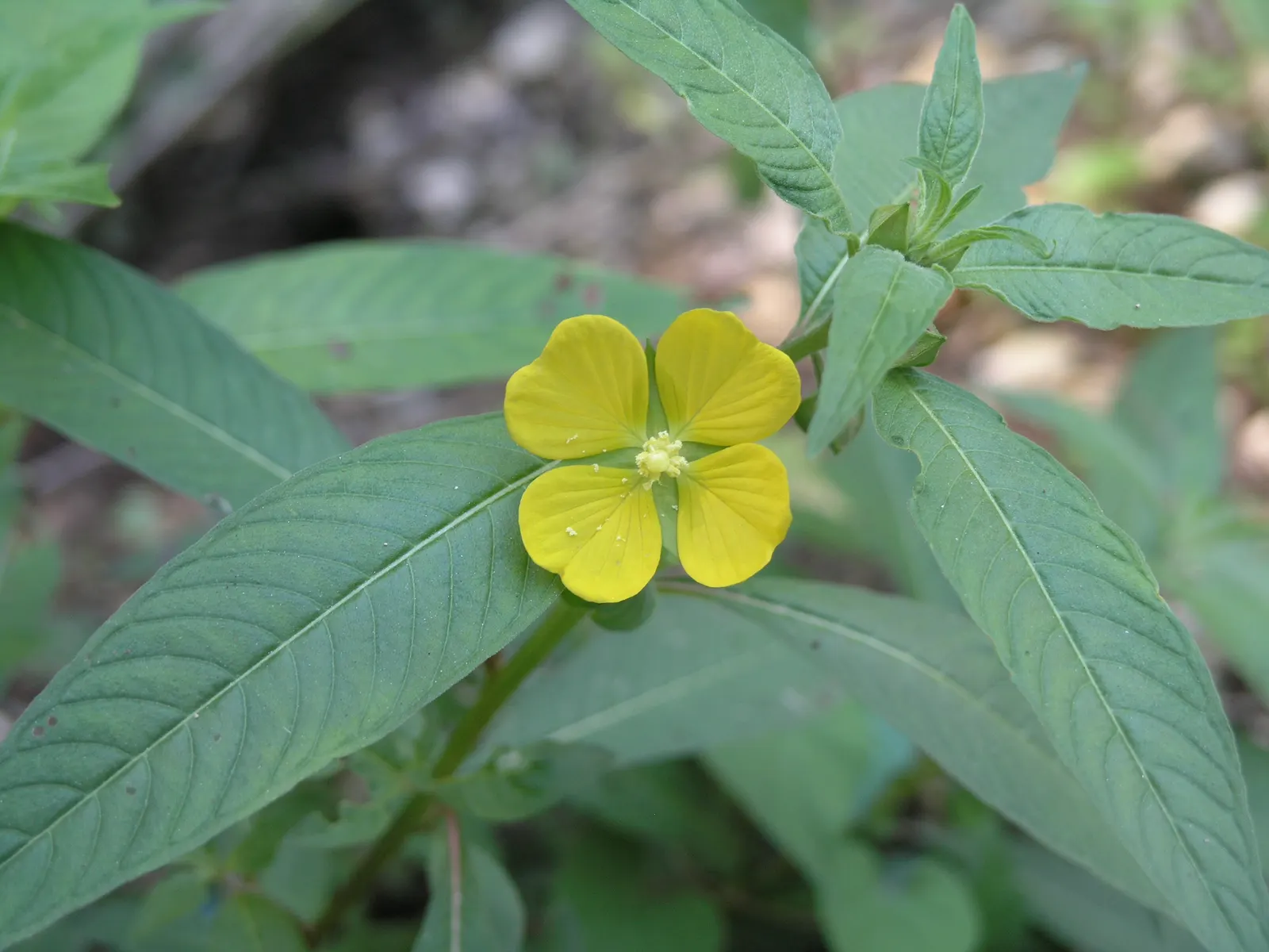 Mexican Evening Primrose (Oenothera Speciosa) — which will promote the most bountiful flowering; however; pink flowers in the garden, image 68