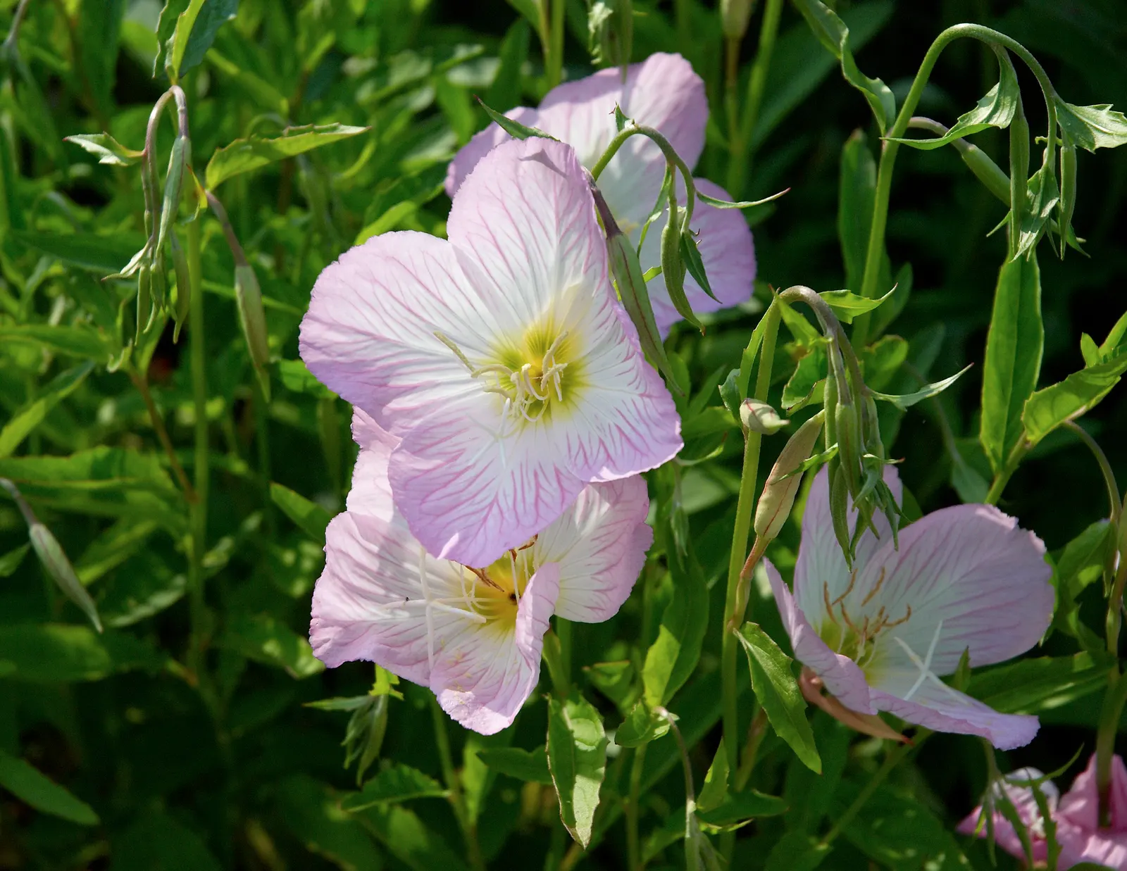 Mexican Evening Primrose (Oenothera Speciosa) — It thrives in hardiness zones 4 through 9 and can tolerate a variety of soil conditions; this plant, image 64