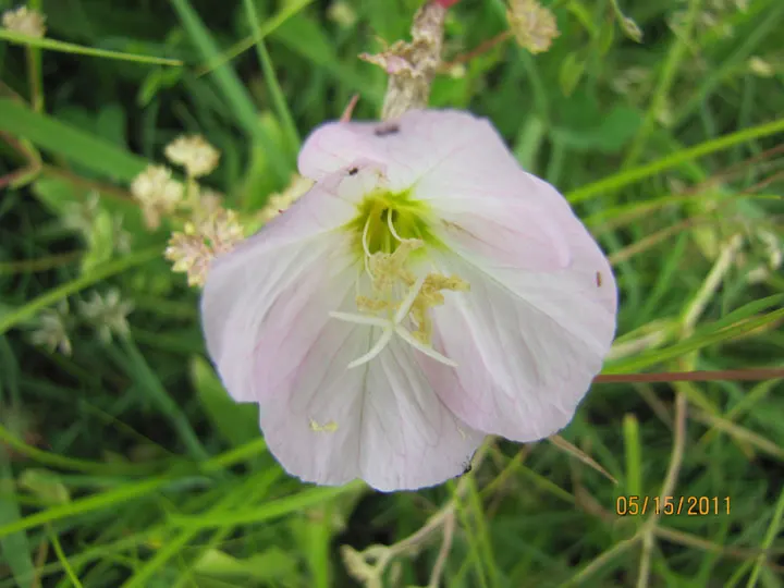 Mexican Evening Primrose (Oenothera Speciosa) — is a perennial flowering plant native to the southwestern United States and Mexico; its foliage is comprised of