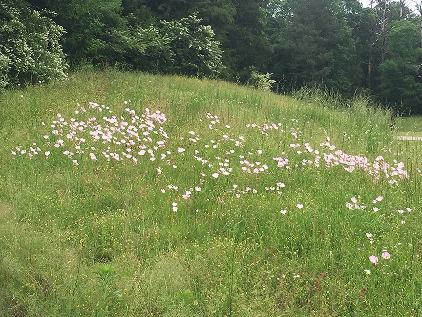 Mexican Evening Primrose (Oenothera Speciosa) — though it prefers well-drained soils; this drought-tolerant spreader can reach up to 24 inches tall, image 65