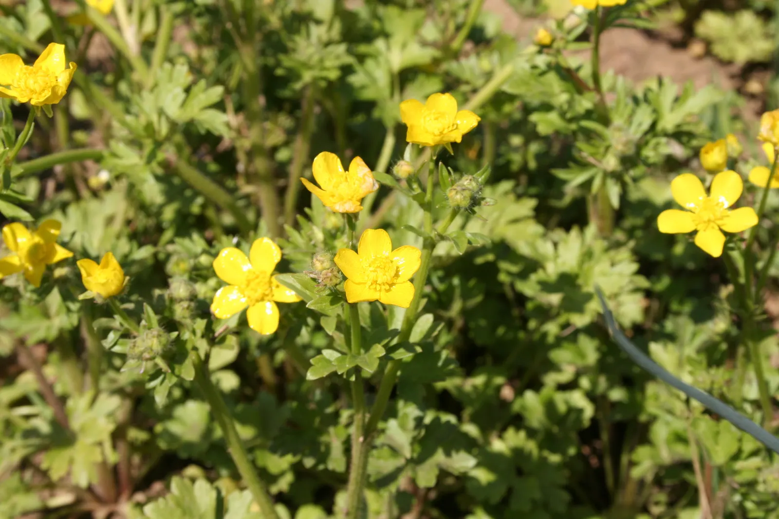 Mexican Evening Primrose (Oenothera Speciosa) — Its foliage is comprised of lance-shaped leaves; attracting bees and butterflies to its blooms
