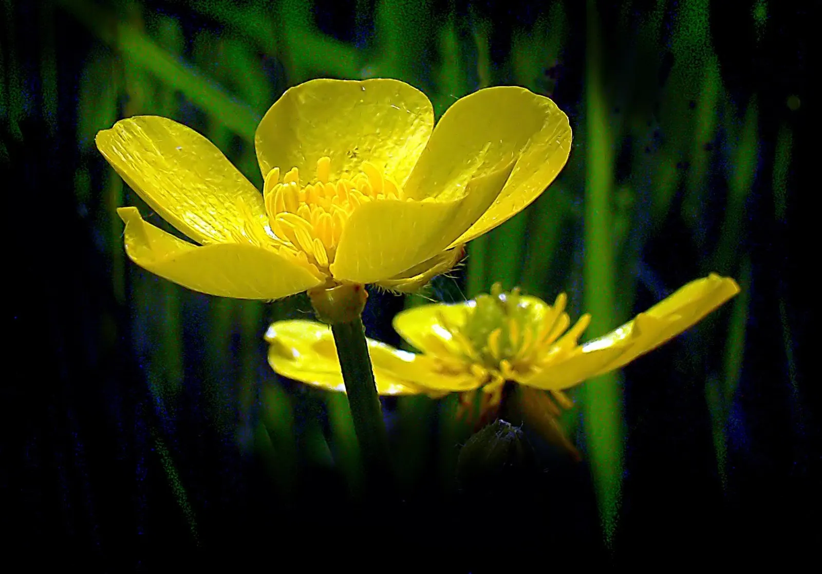 Mexican Evening Primrose (Oenothera Speciosa) — cup-shaped blooms that are predominantly pink; full sun is ideal for the Mexican Evening Primrose
