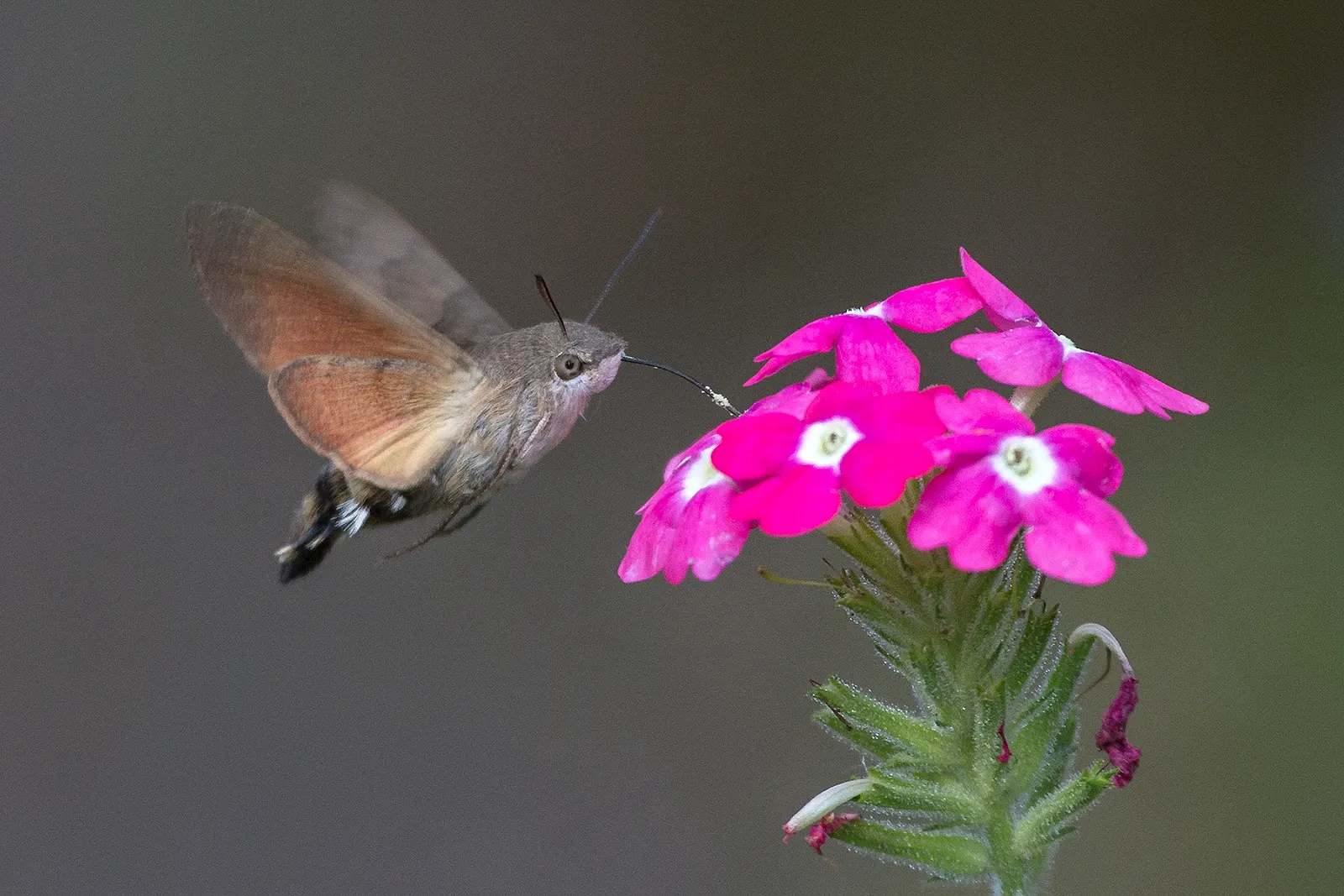 Verbena (Verbena Peruviana 'Tapien Blue') — making it an excellent choice for drought-resistant landscapes and cascading over walls or containers