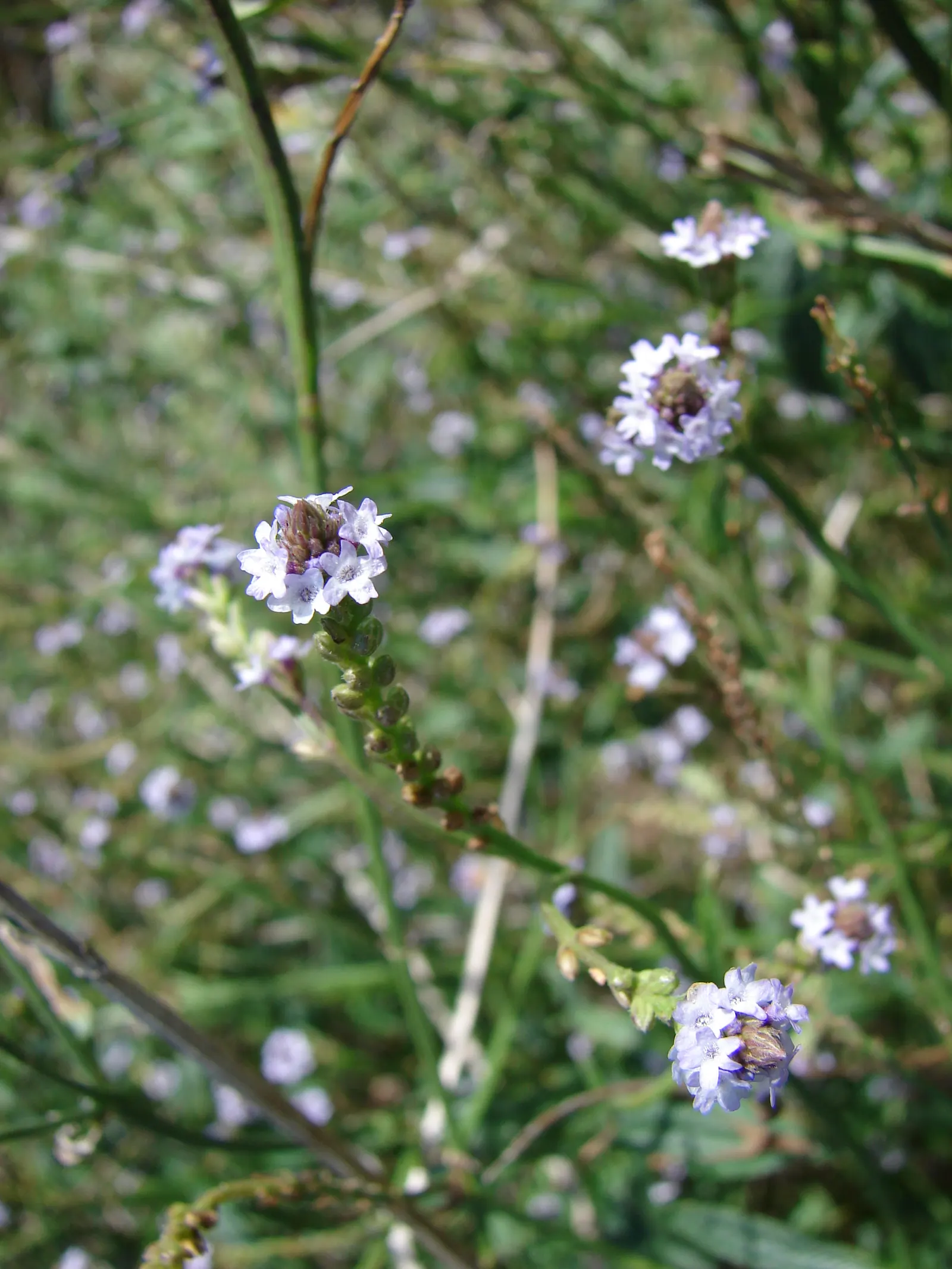 Verbena (Verbena Peruviana 'Tapien Blue') — This heat-tolerant perennial prefers well-drained soils and requires minimal water once established