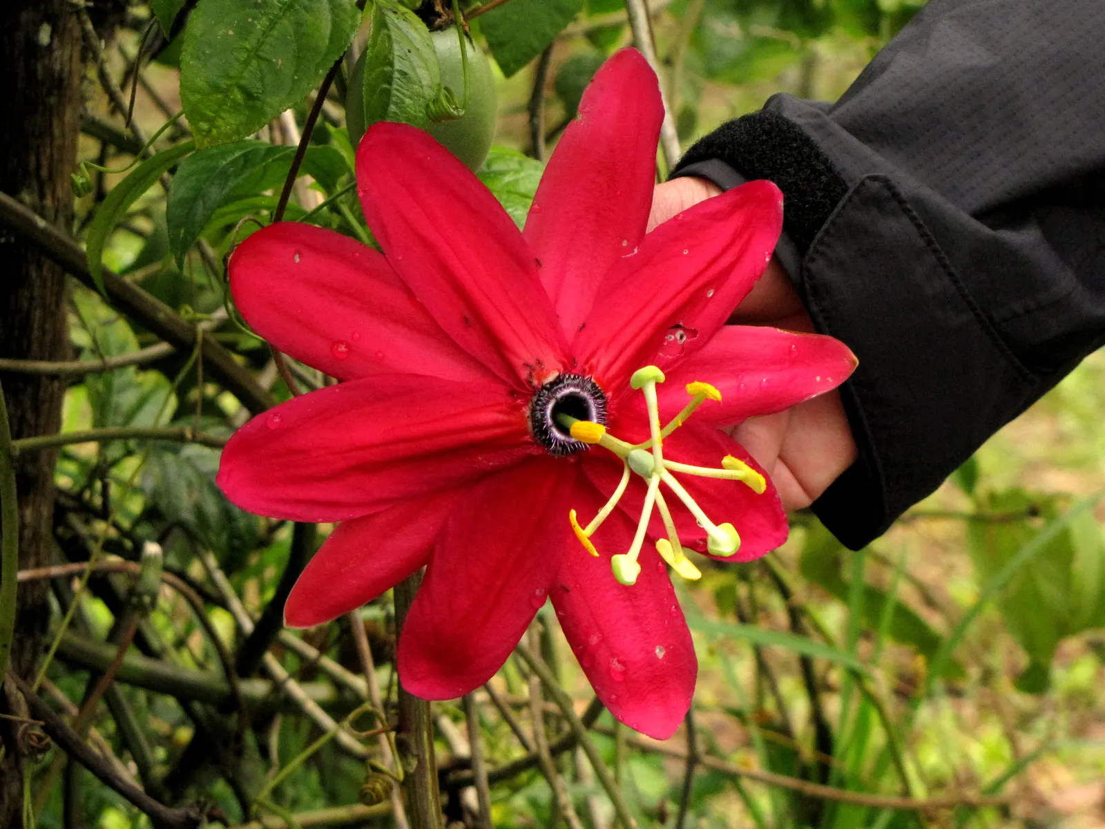 Ornamental Passion Vine (Passiflora Antioquiensis) — Mature vines can stretch up to 10 feet, providing a dramatic vertical element in the garden