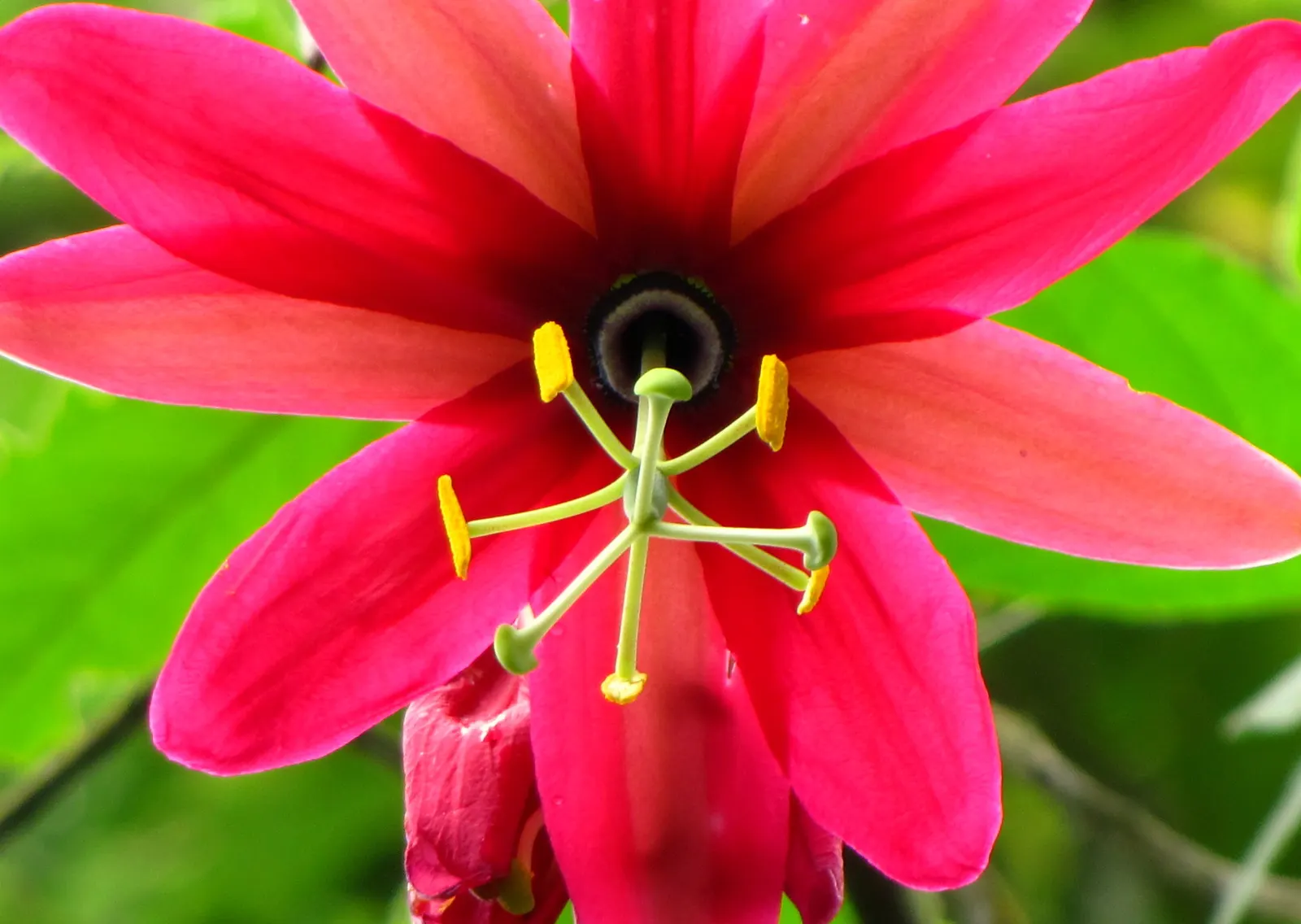 Ornamental Passion Vine (Passiflora Antioquiensis) — like a pergola or trellis