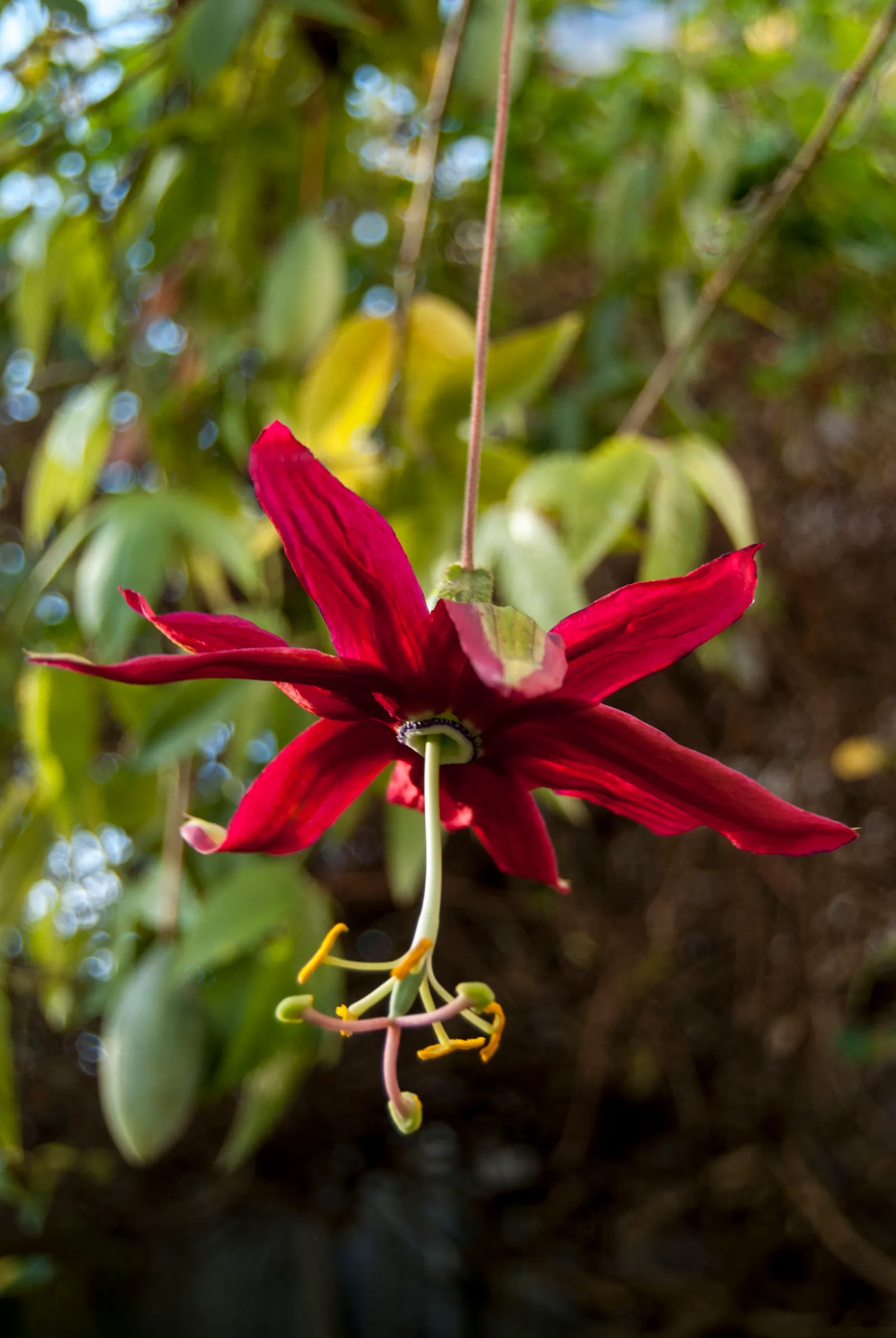 Ornamental Passion Vine (Passiflora Antioquiensis) — <br><br>The Ornamental Passion Vine is renowned for its spectacular blooms