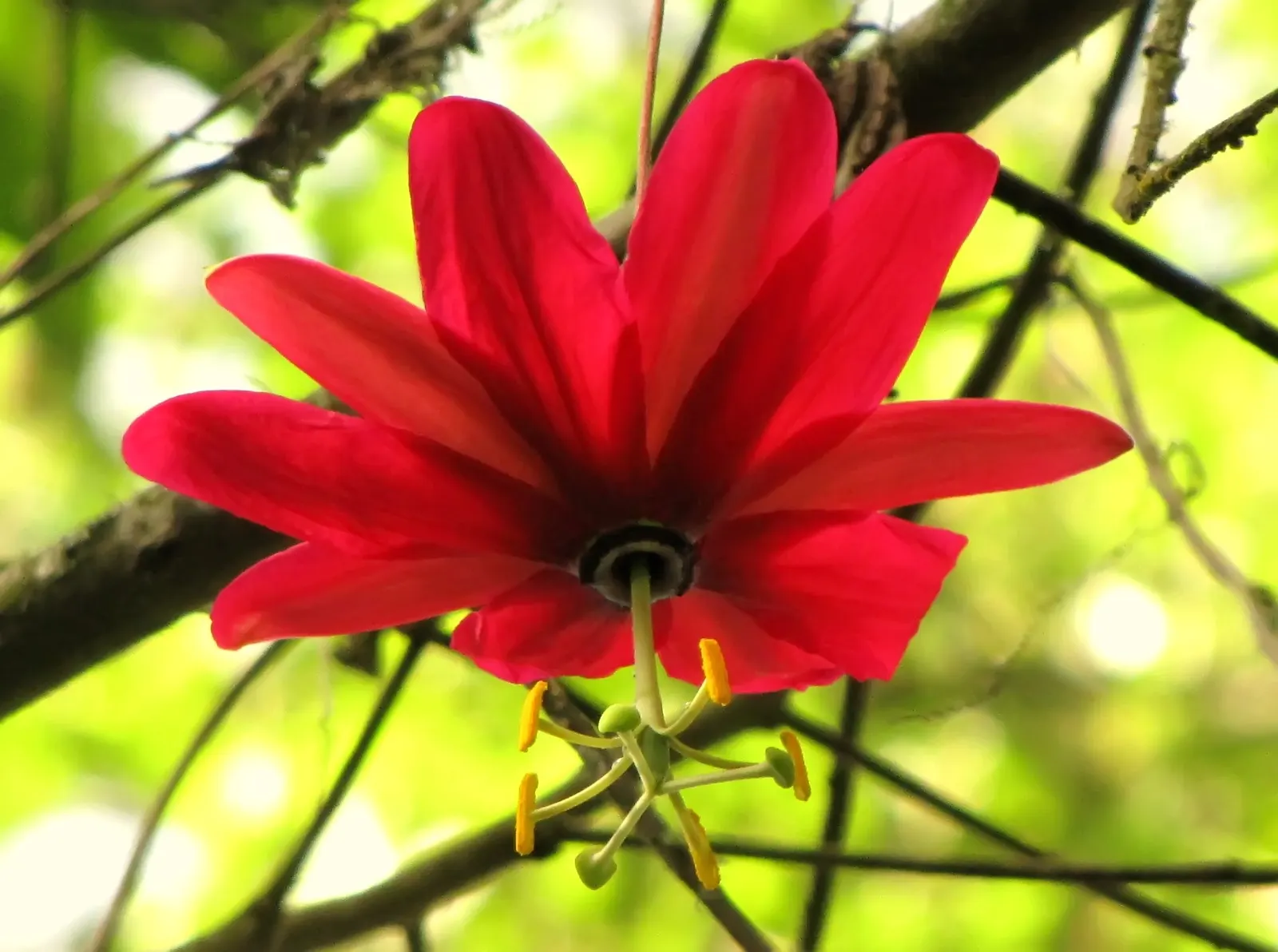 Ornamental Passion Vine (Passiflora Antioquiensis) — This perennial prefers partial shade to full sun and thrives in moist, well-drained soil