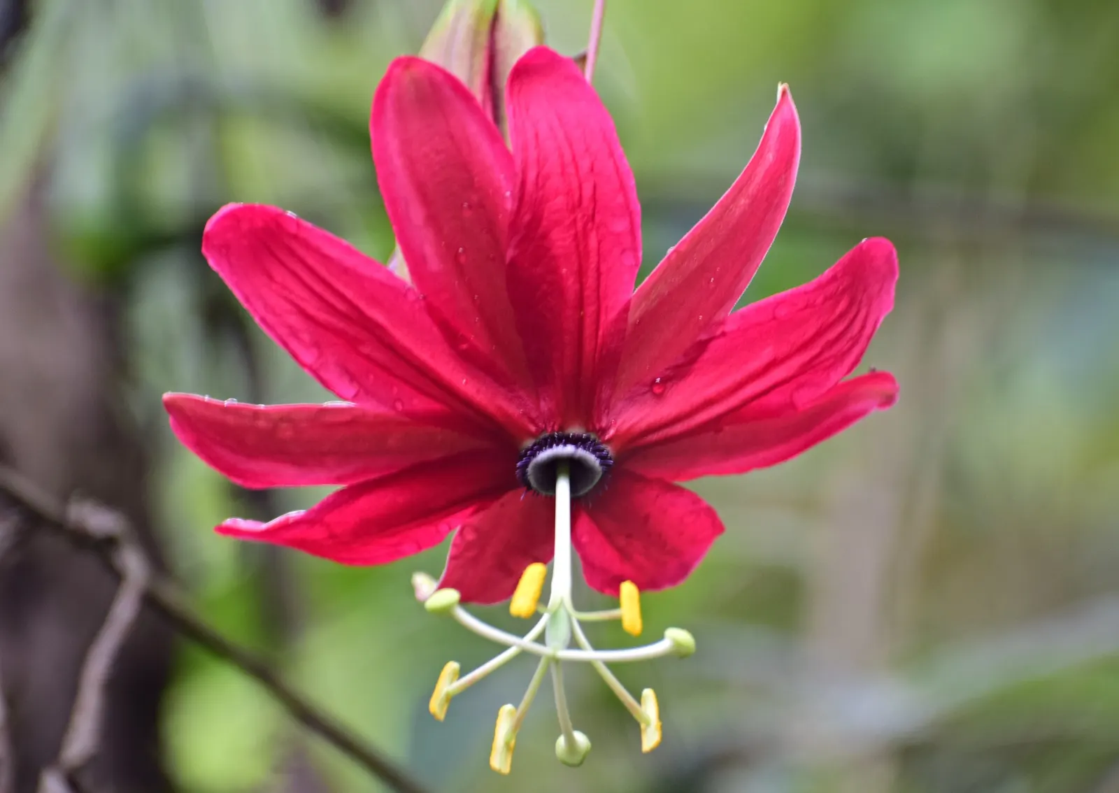 Ornamental Passion Vine (Passiflora Antioquiensis) — commonly known as the Ornamental Passion Vine