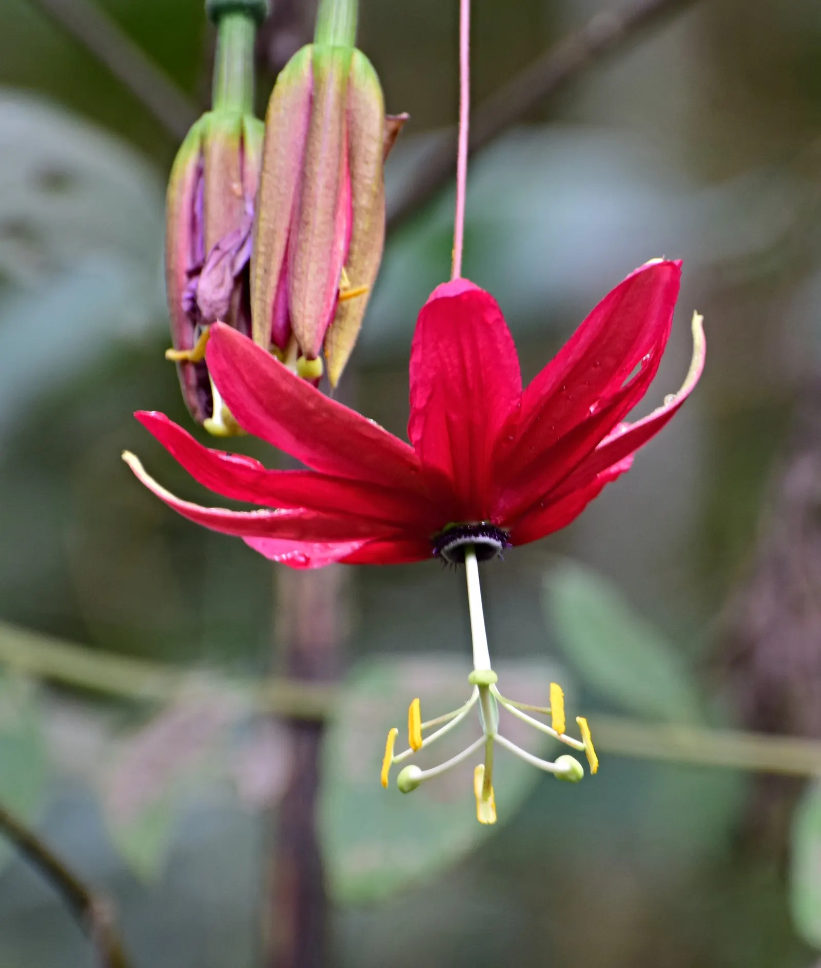 Ornamental Passion Vine (Passiflora Antioquiensis) — where it thrives at elevations between 3,900 and 5,900 feet