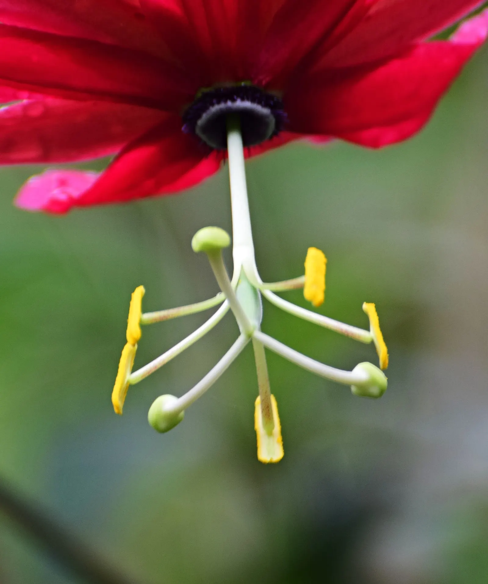 Ornamental Passion Vine (Passiflora Antioquiensis) — is a striking climber that adds a tropical flair to any landscape
