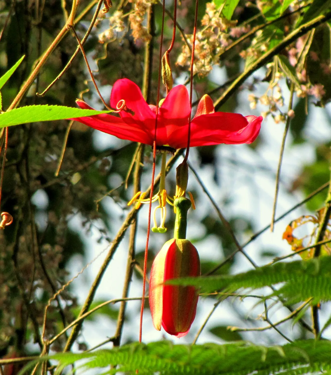 Ornamental Passion Vine (Passiflora Antioquiensis) — three-lobed leaves that can grow up to 6 inches long