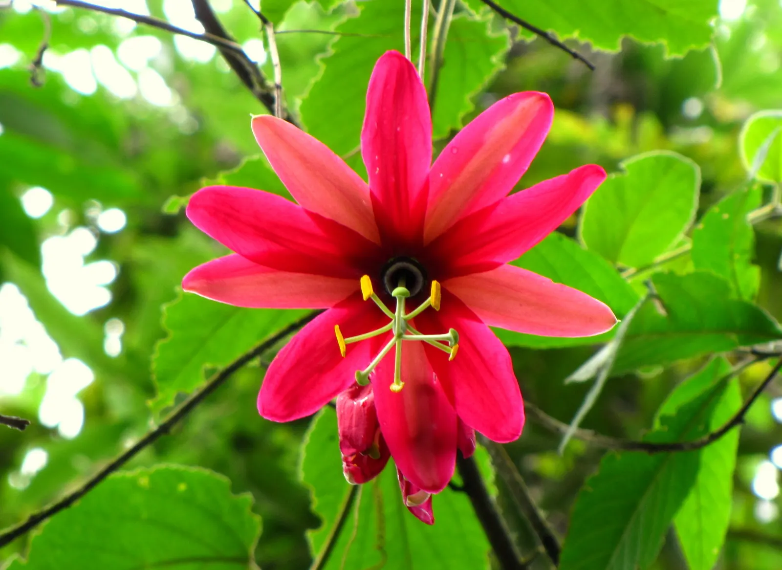 Ornamental Passion Vine (Passiflora Antioquiensis) — Frost-sensitive, it's ideal in USDA zones 10-11 or as a conservatory plant in cooler regions