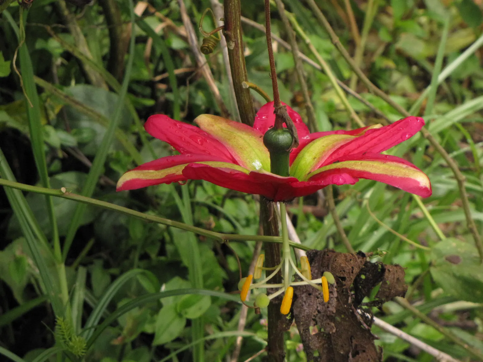 Ornamental Passion Vine (Passiflora Antioquiensis) — which span up to 4 inches in diameter