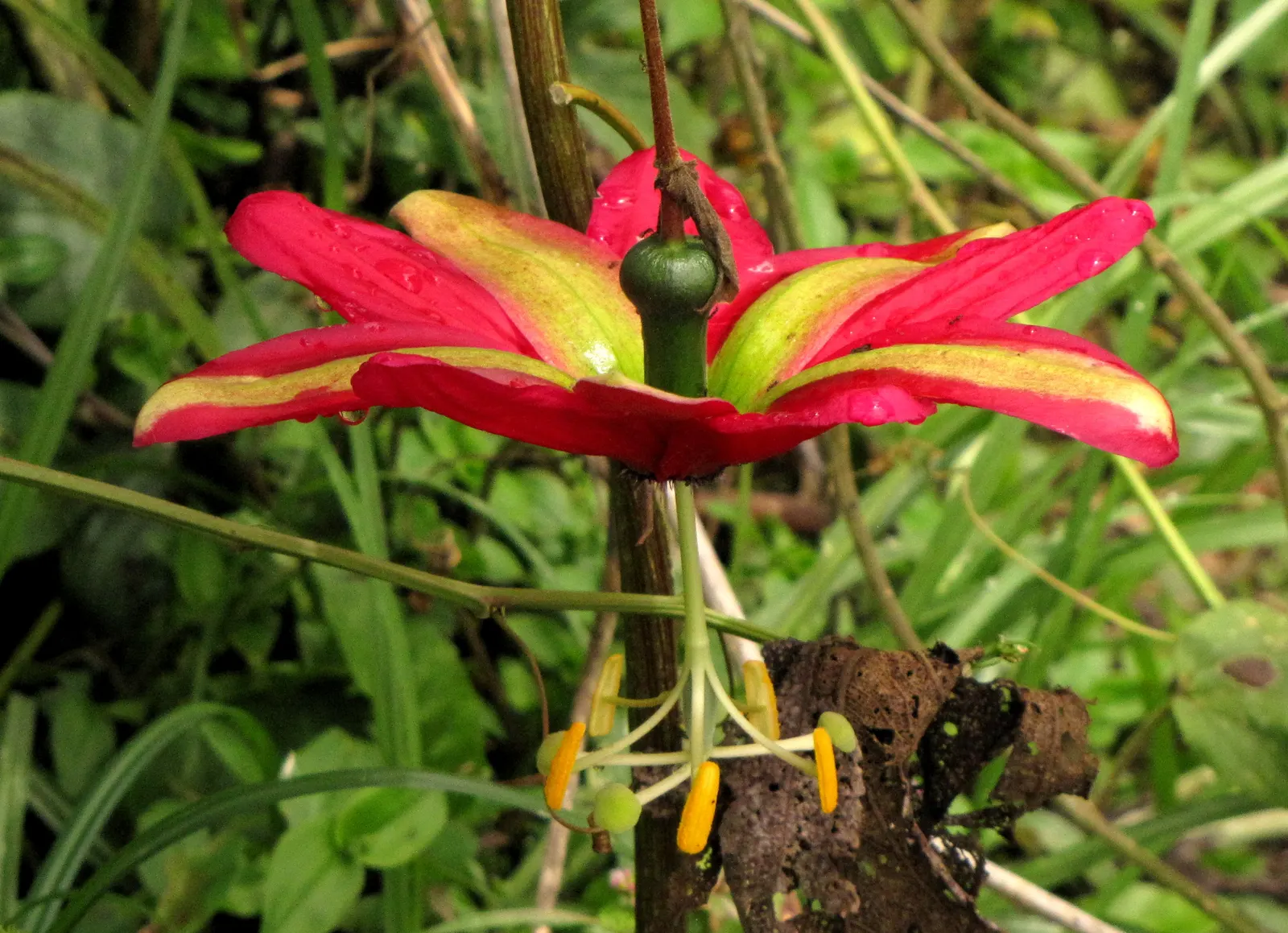 Ornamental Passion Vine (Passiflora Antioquiensis) — creating a bold contrast against the glossy