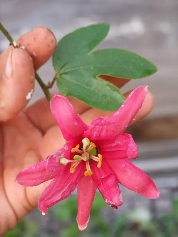 Ornamental Passion Vine (Passiflora Antioquiensis) — this vigorous vine can stretch up to 20 feet in length and requires a sturdy structure