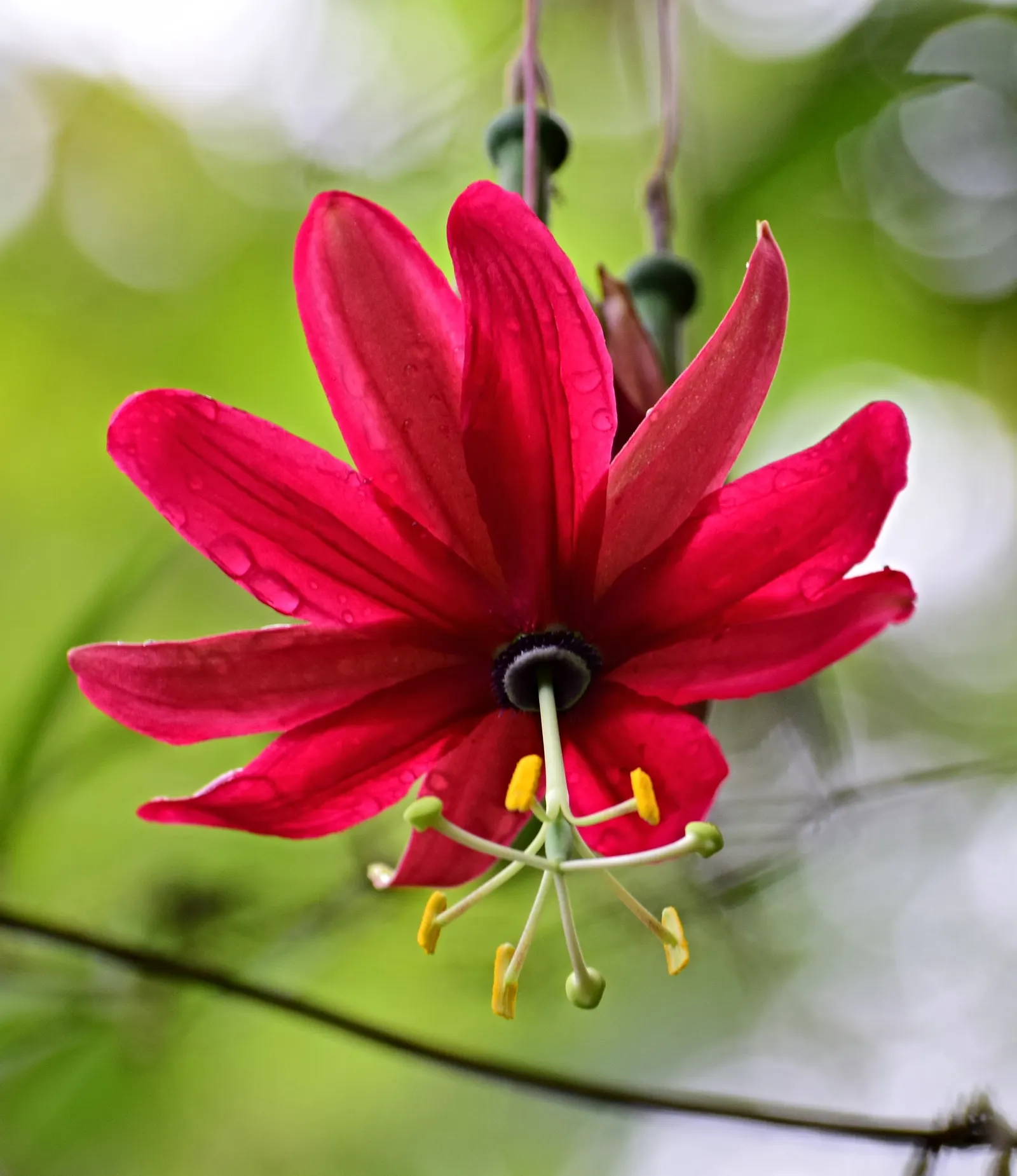 Ornamental Passion Vine (Passiflora Antioquiensis) — striking red flowers reaching up to 4 inches across