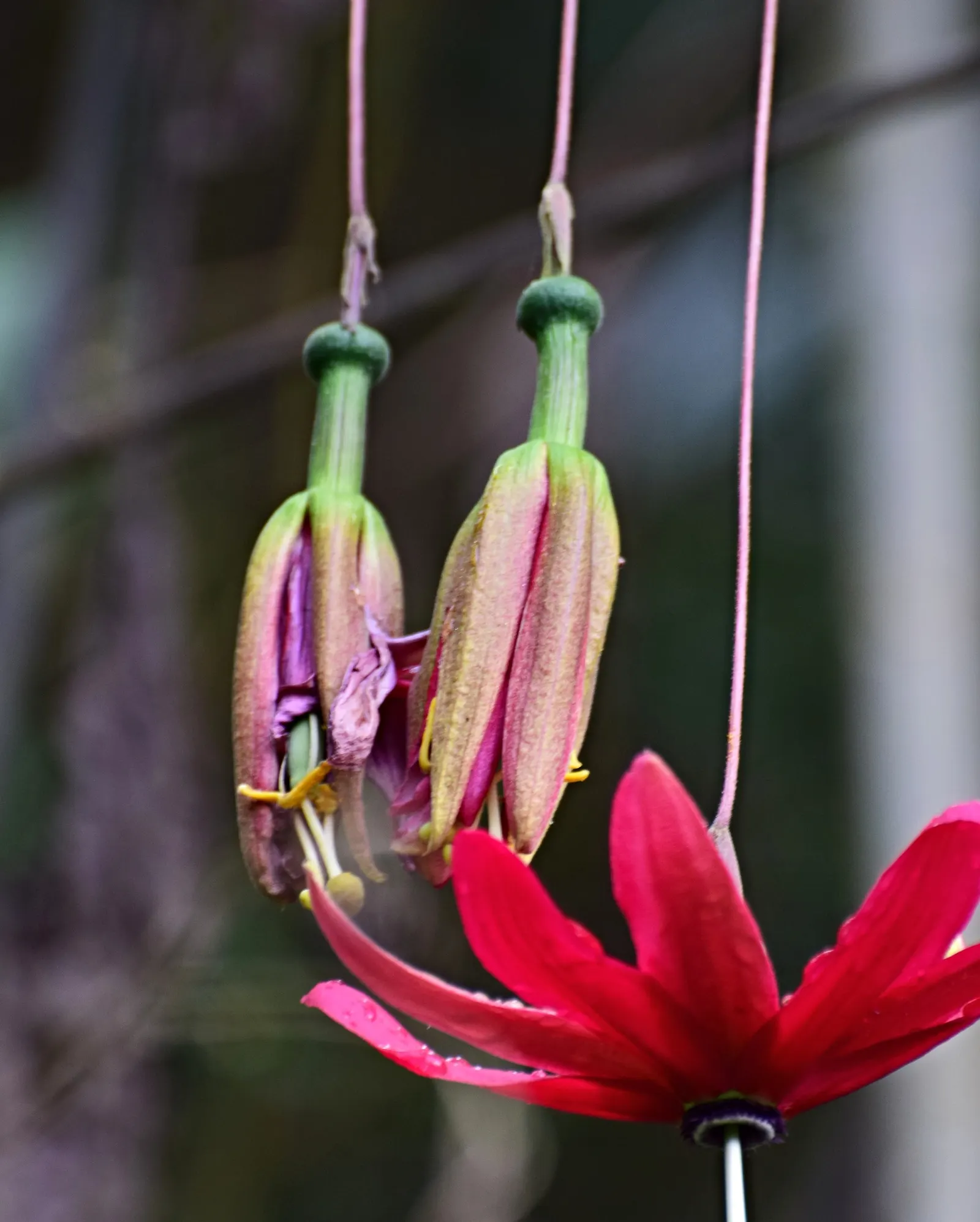 Ornamental Passion Vine (Passiflora Antioquiensis) — Its origins trace back to the Andean regions of Colombia