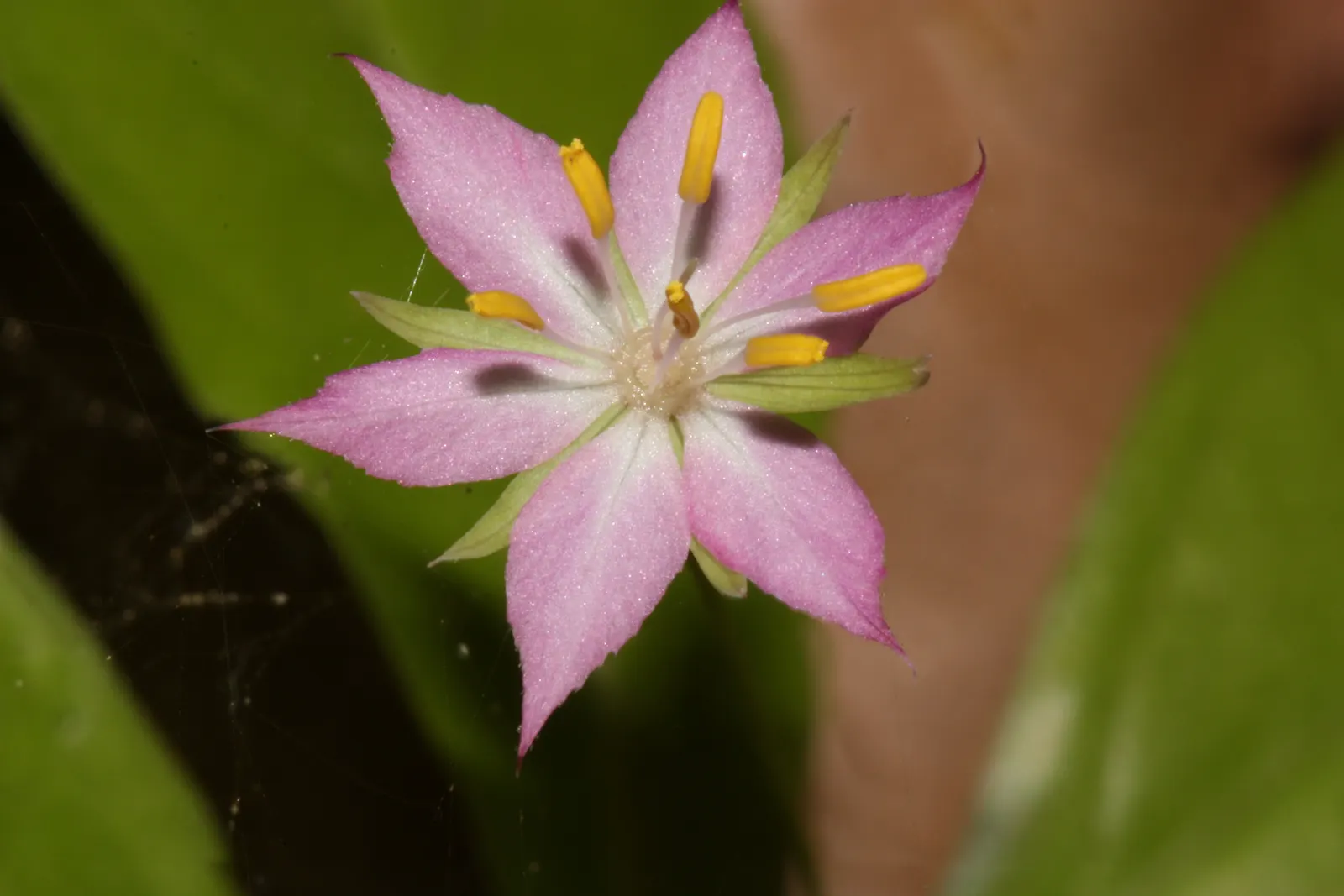 Pacific Starflower (Trientalis Latifolia) — contributing to a naturalistic or woodland aesthetic