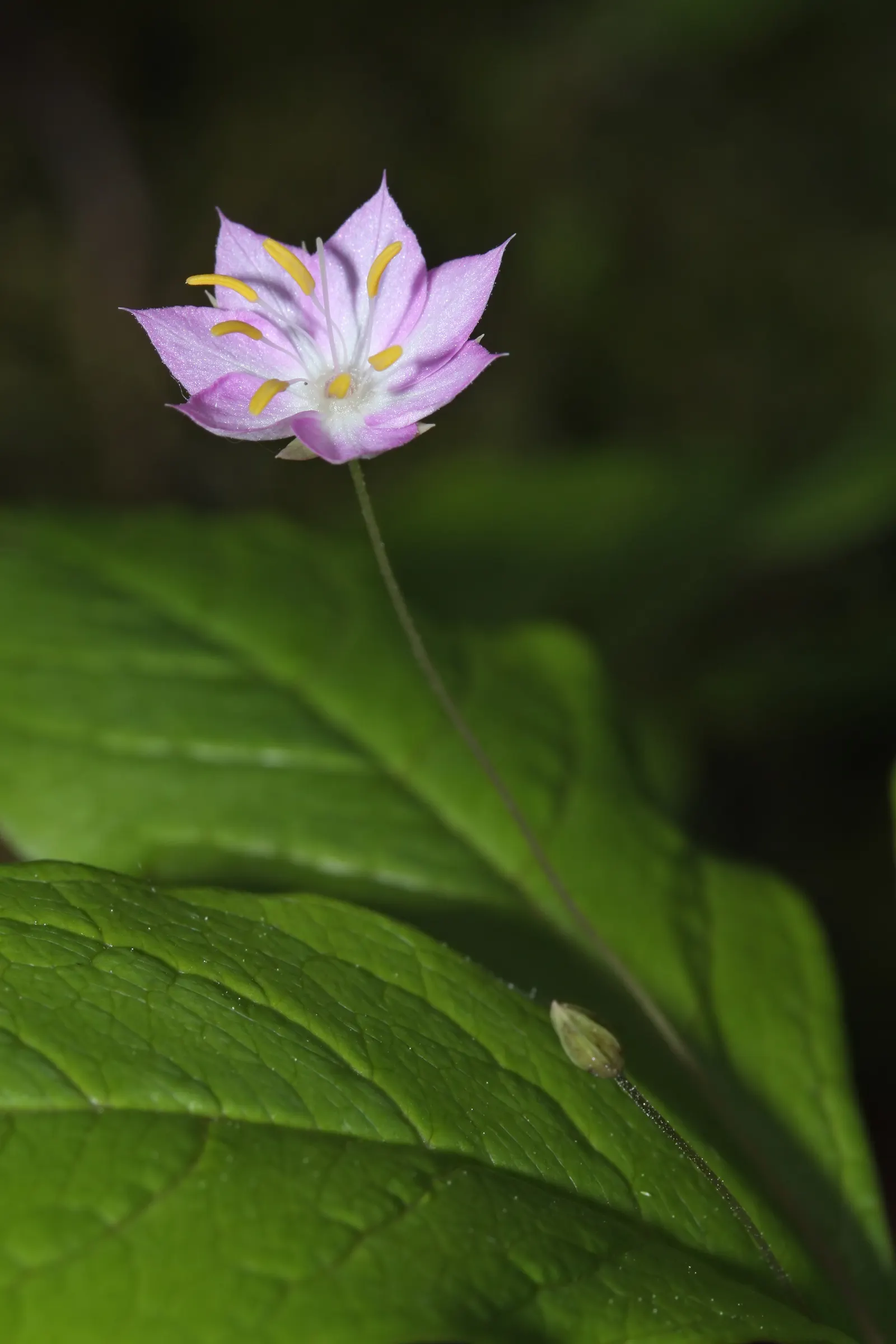 Pacific Starflower (Trientalis Latifolia) — adding ethereal beauty to woodland-themed landscapes; the plant produces captivating