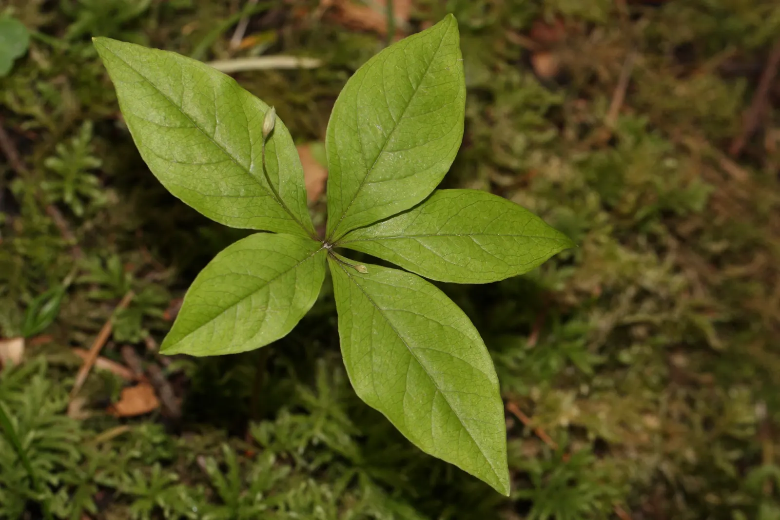 Pacific Starflower (Trientalis Latifolia) — Thriving in USDA zones 7-9, it prefers dappled shade and well-drained, acidic soils
