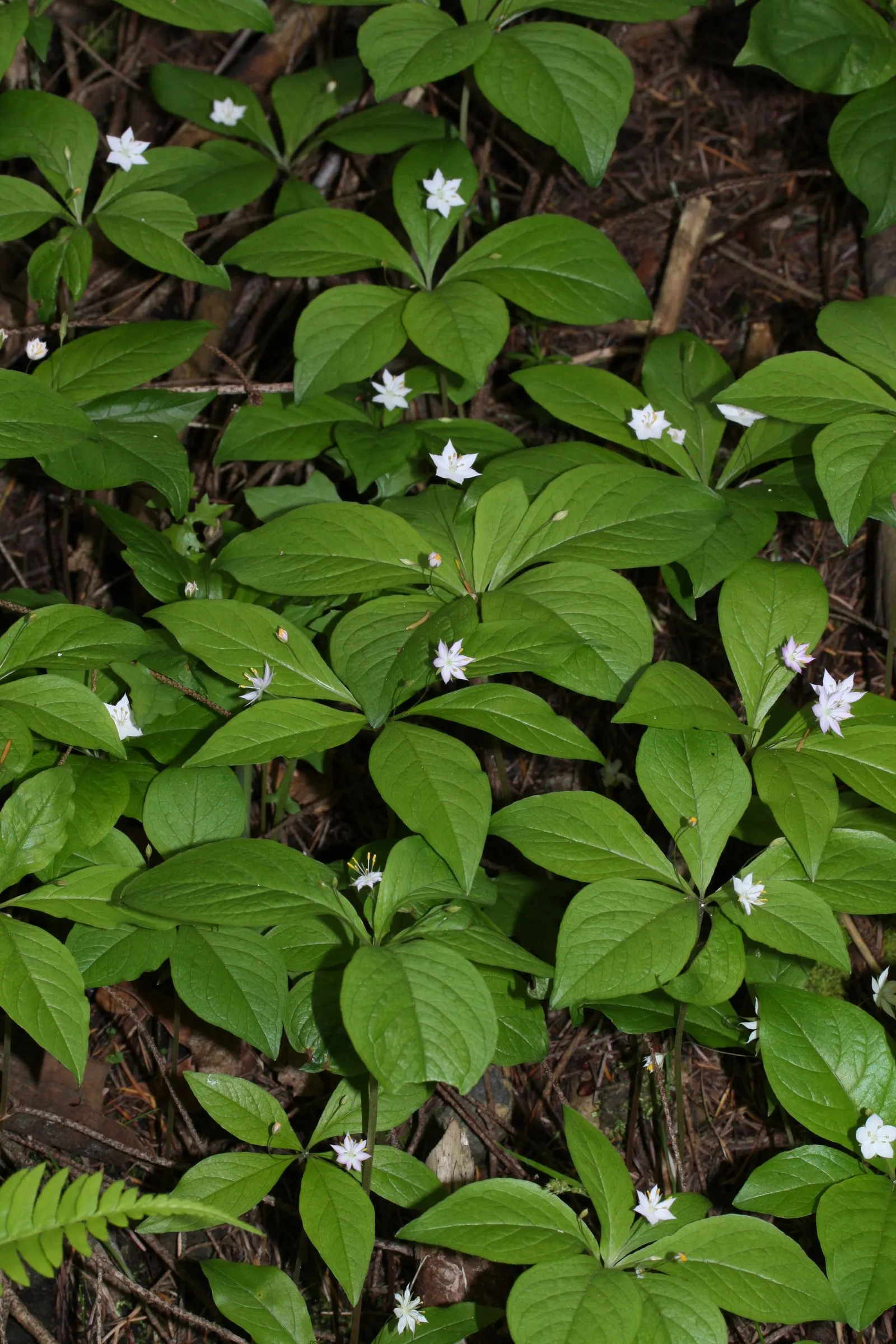 Pacific Starflower (Trientalis Latifolia) — Its compact spread of 6-8 inches makes it ideal for understory groundcover