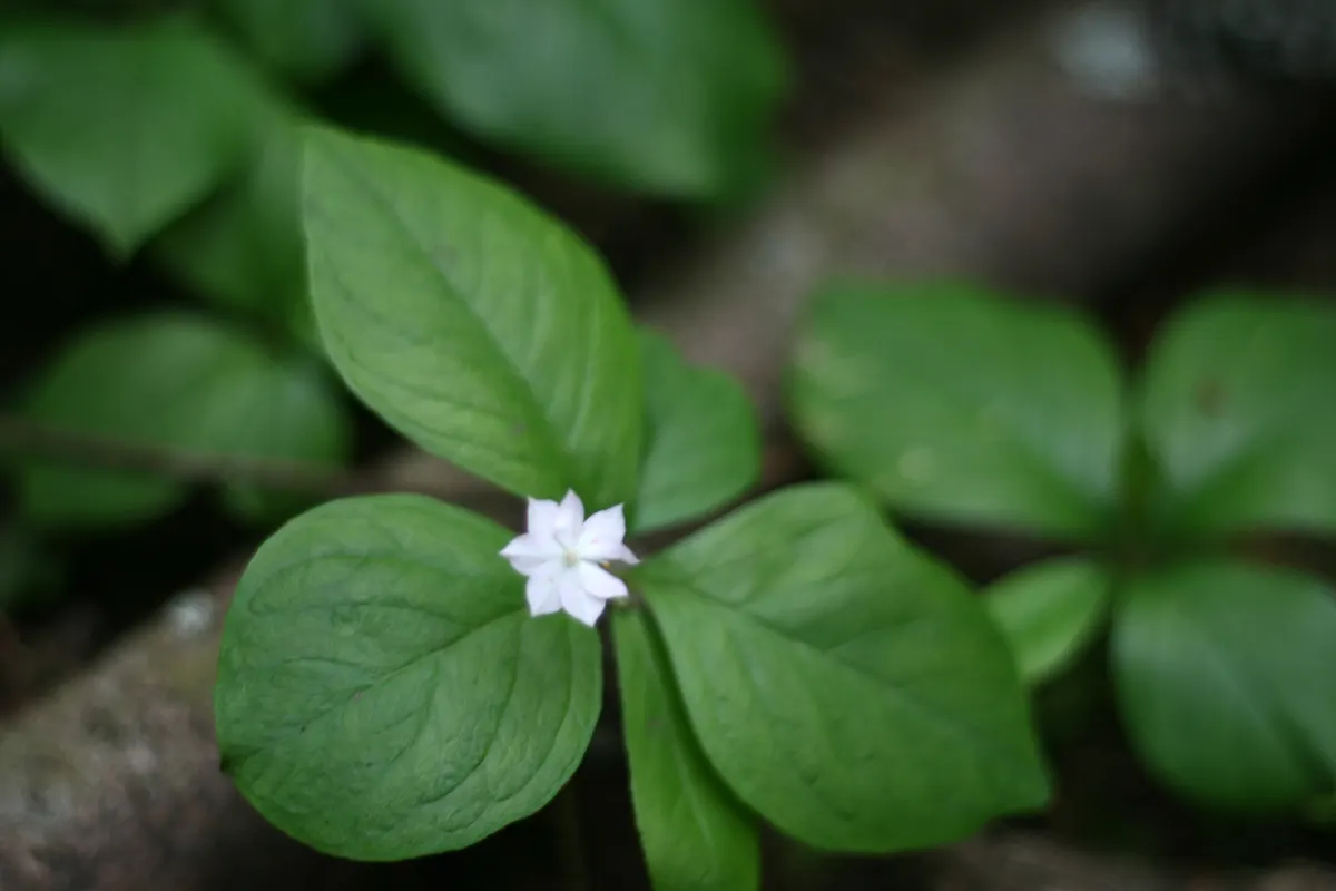 Pacific Starflower (Trientalis Latifolia) — perennial for half or shade