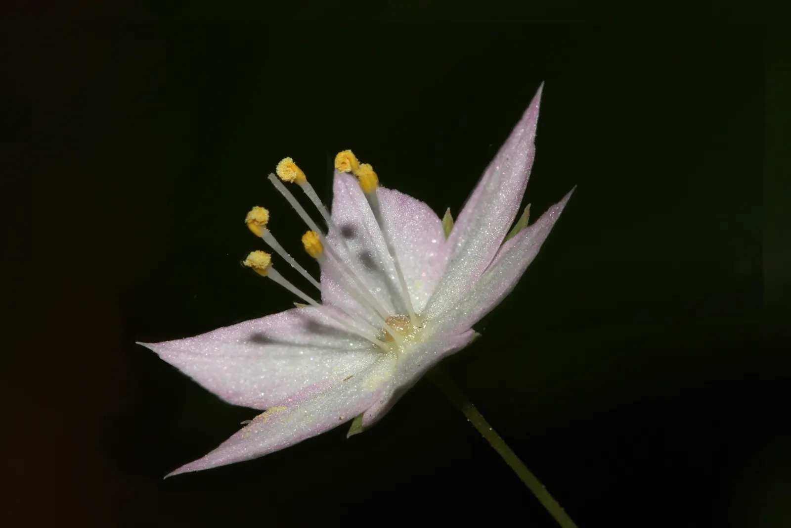 Pacific Starflower (Trientalis Latifolia) — Trientalis latifolia, known as Pacific Starflower, is a charming perennial native to western North, image 28