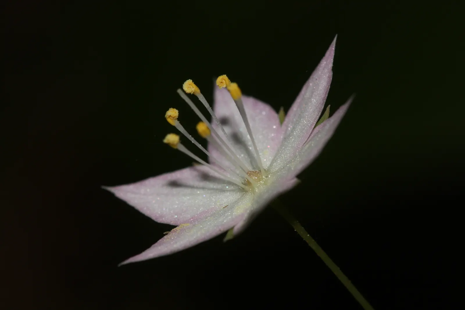 Pacific Starflower (Trientalis Latifolia) — pairing well with ferns and larger broad-leafed perennials