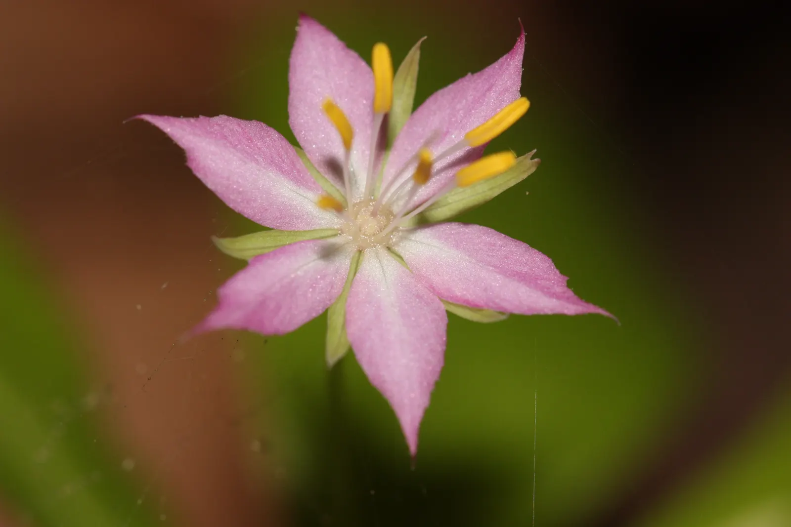 Pacific Starflower (Trientalis Latifolia) — scientifically named Trientalis latifolia; contributing to a naturalistic or woodland aesthetic
