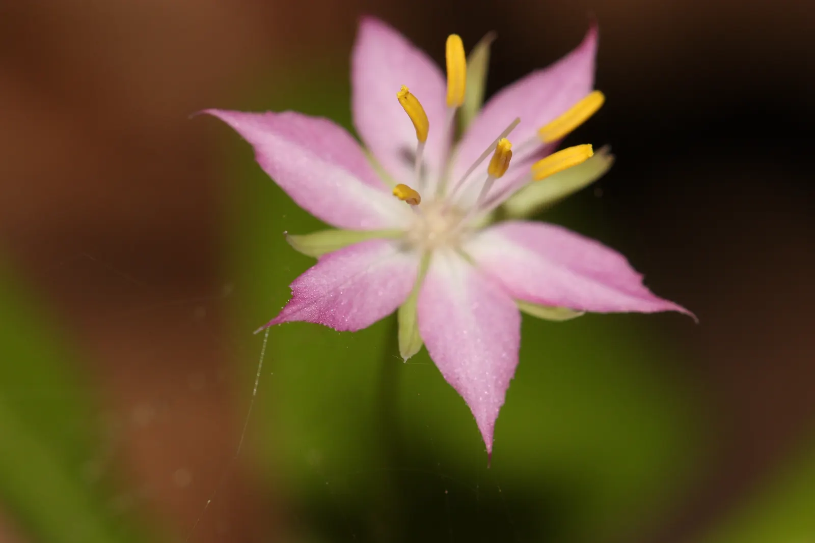 Pacific Starflower (Trientalis Latifolia) — perennial with pink blooms