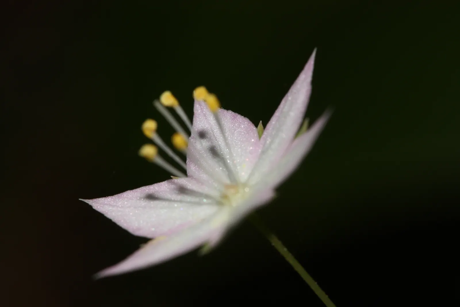 Pacific Starflower (Trientalis Latifolia) — seven-pointed white blooms from late spring to early summer; pink flowers in the garden