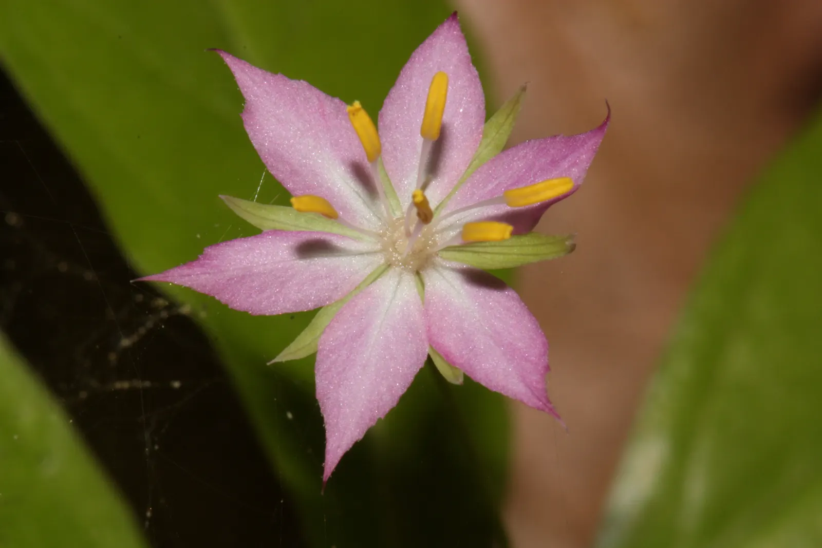 Pacific Starflower (Trientalis Latifolia) — This petite plant reaches a modest height of 4-12 inches; the Pacific Starflower is ideal for shaded or partly
